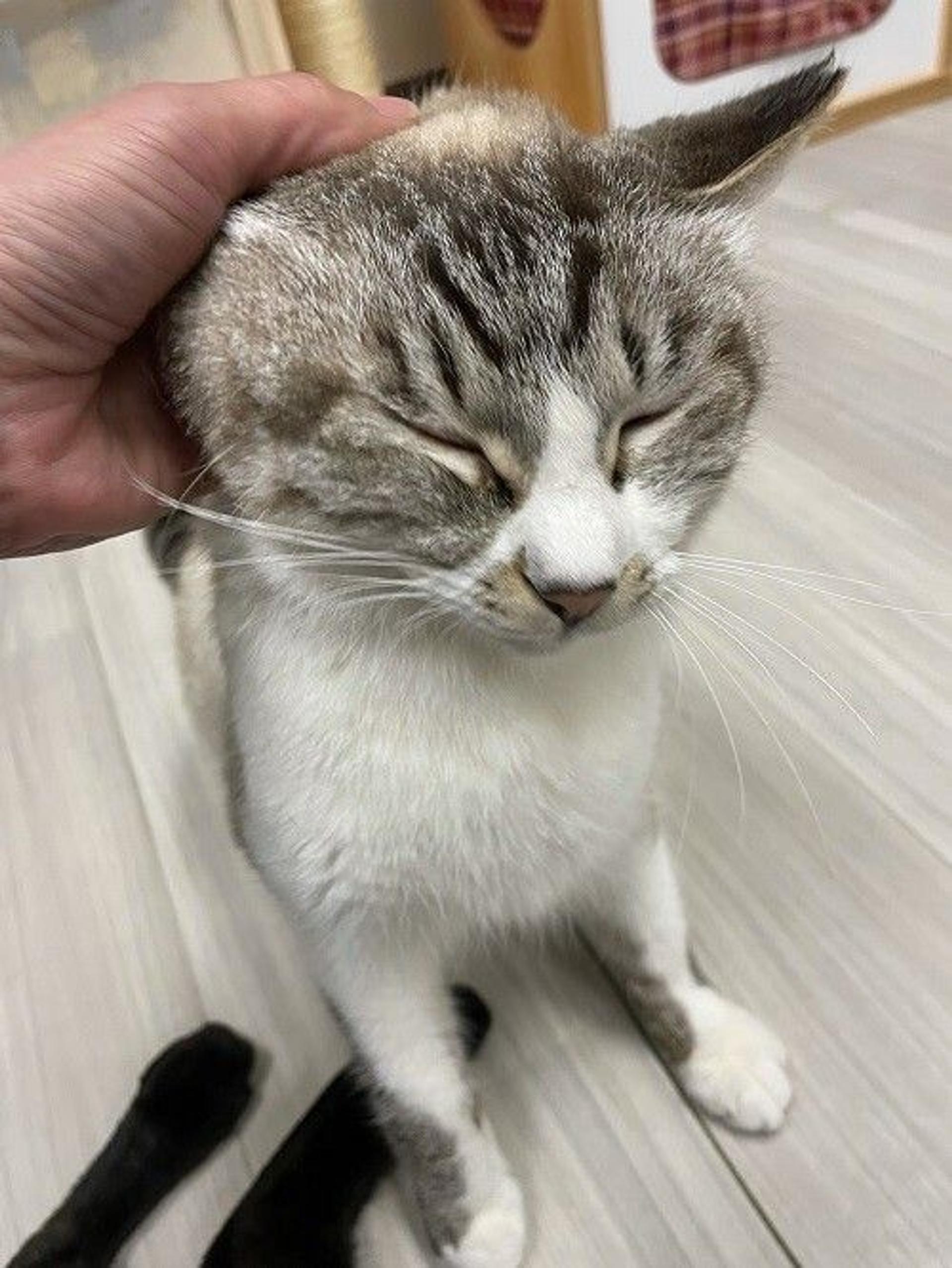 pet-image-5