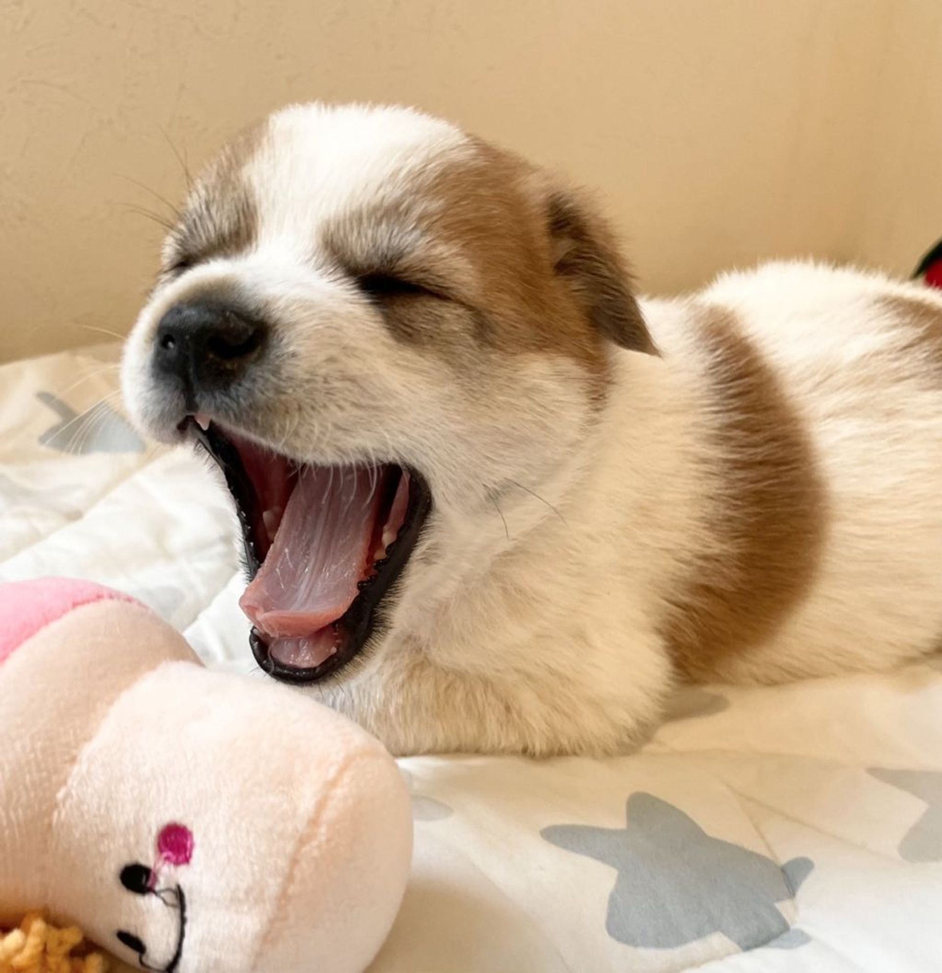 雑種（ミックス犬）・オスの里親募集の写真