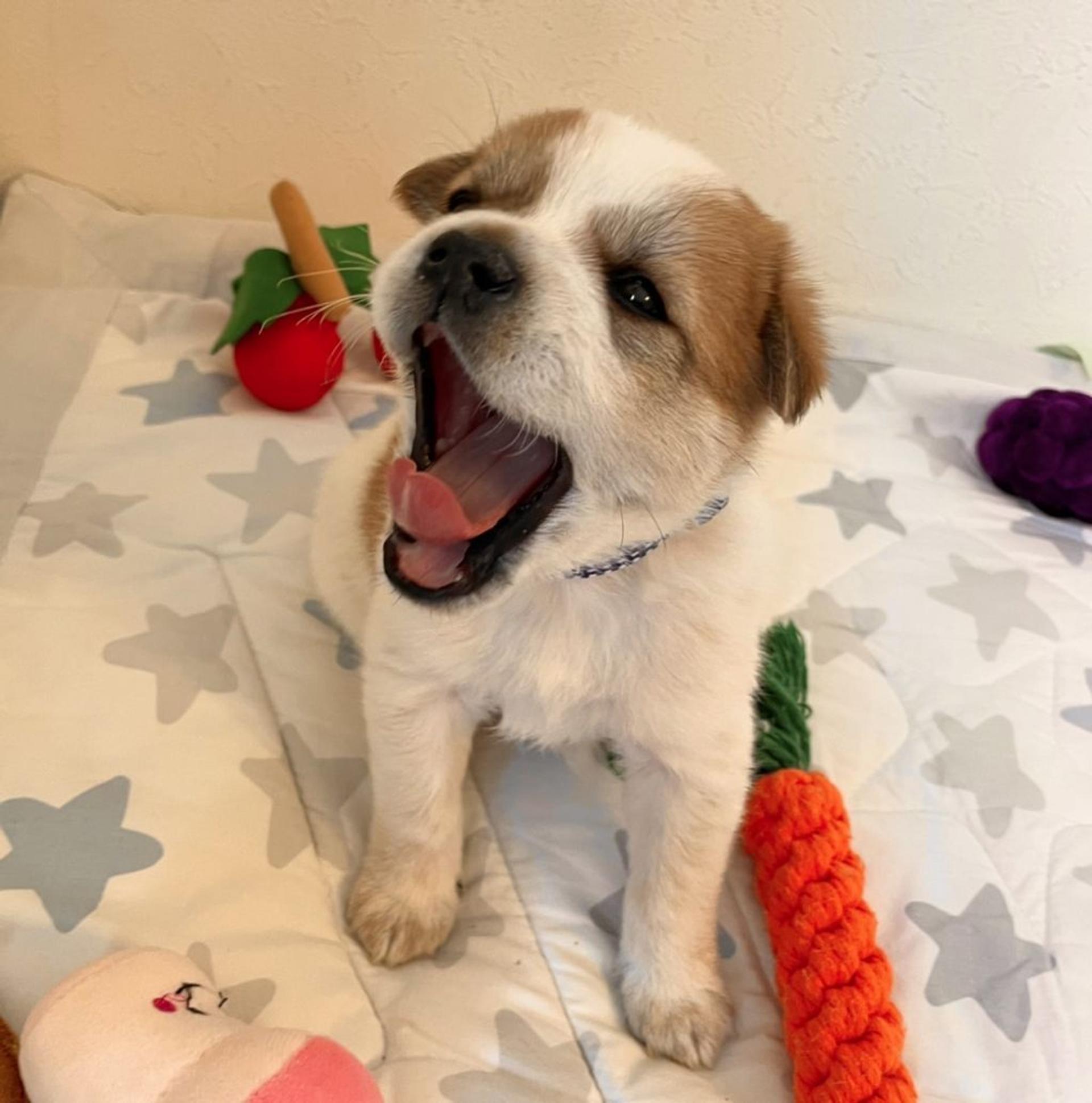 pet-image-4