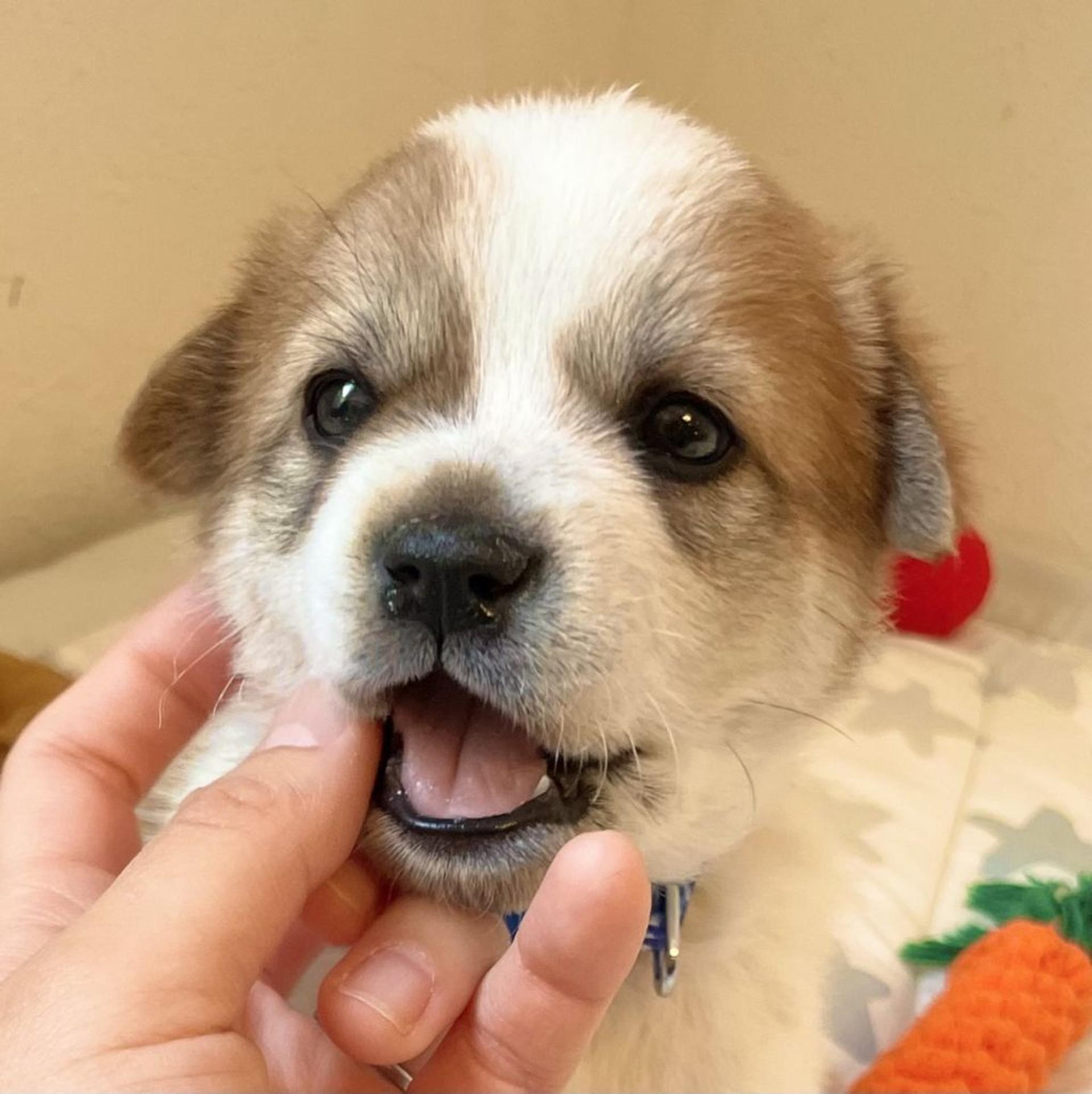 pet-image-8