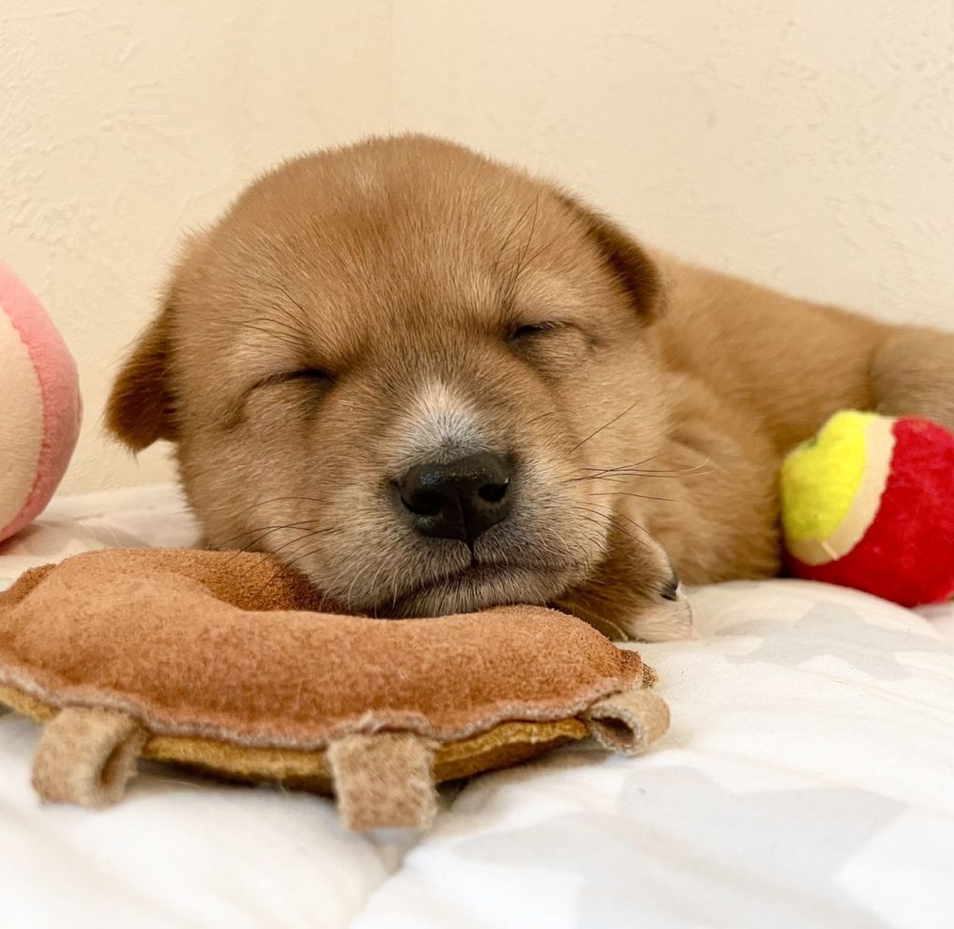 雑種（ミックス犬）・オスの里親募集の写真