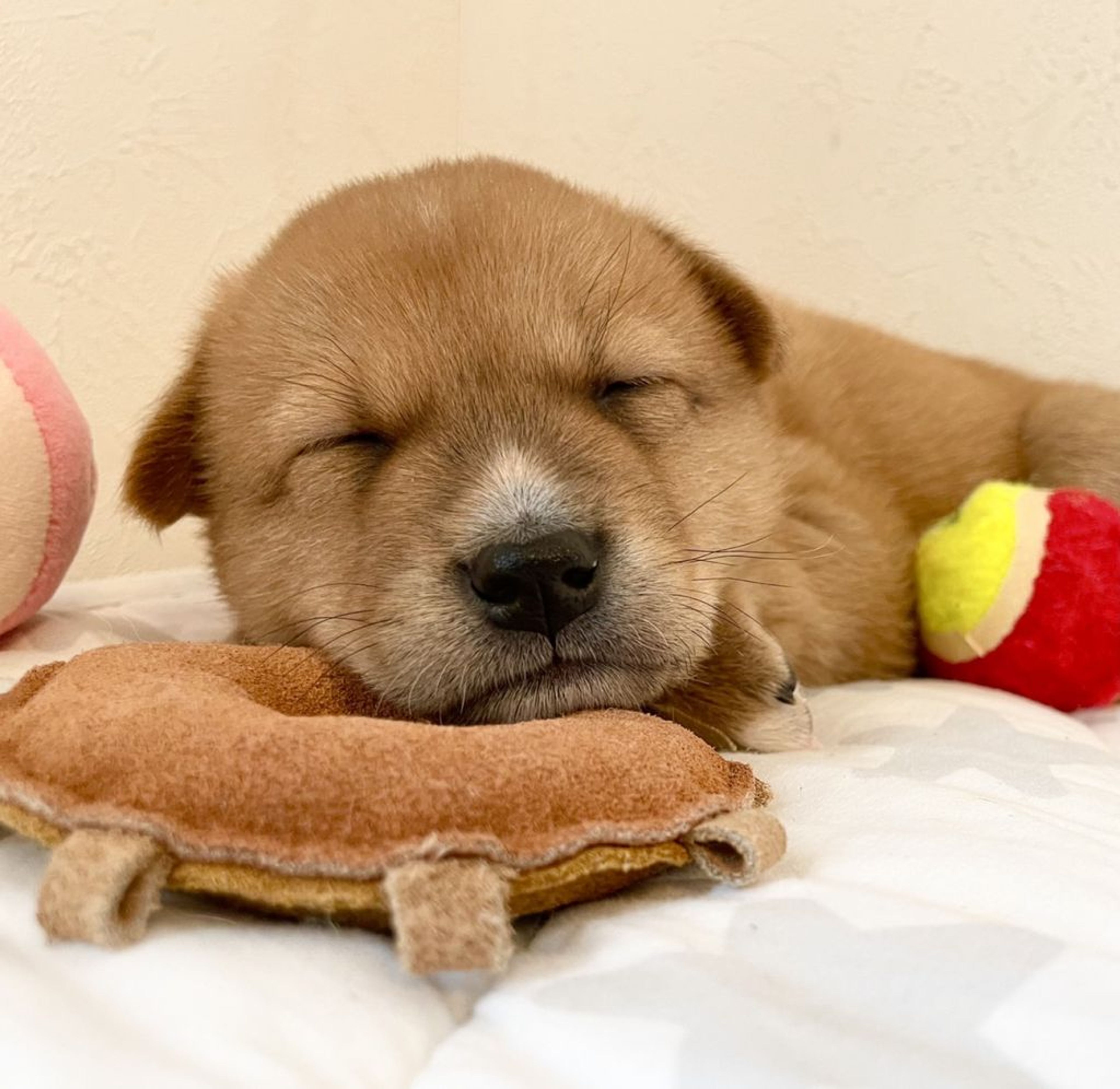 雑種（ミックス犬）・オスの里親募集の写真