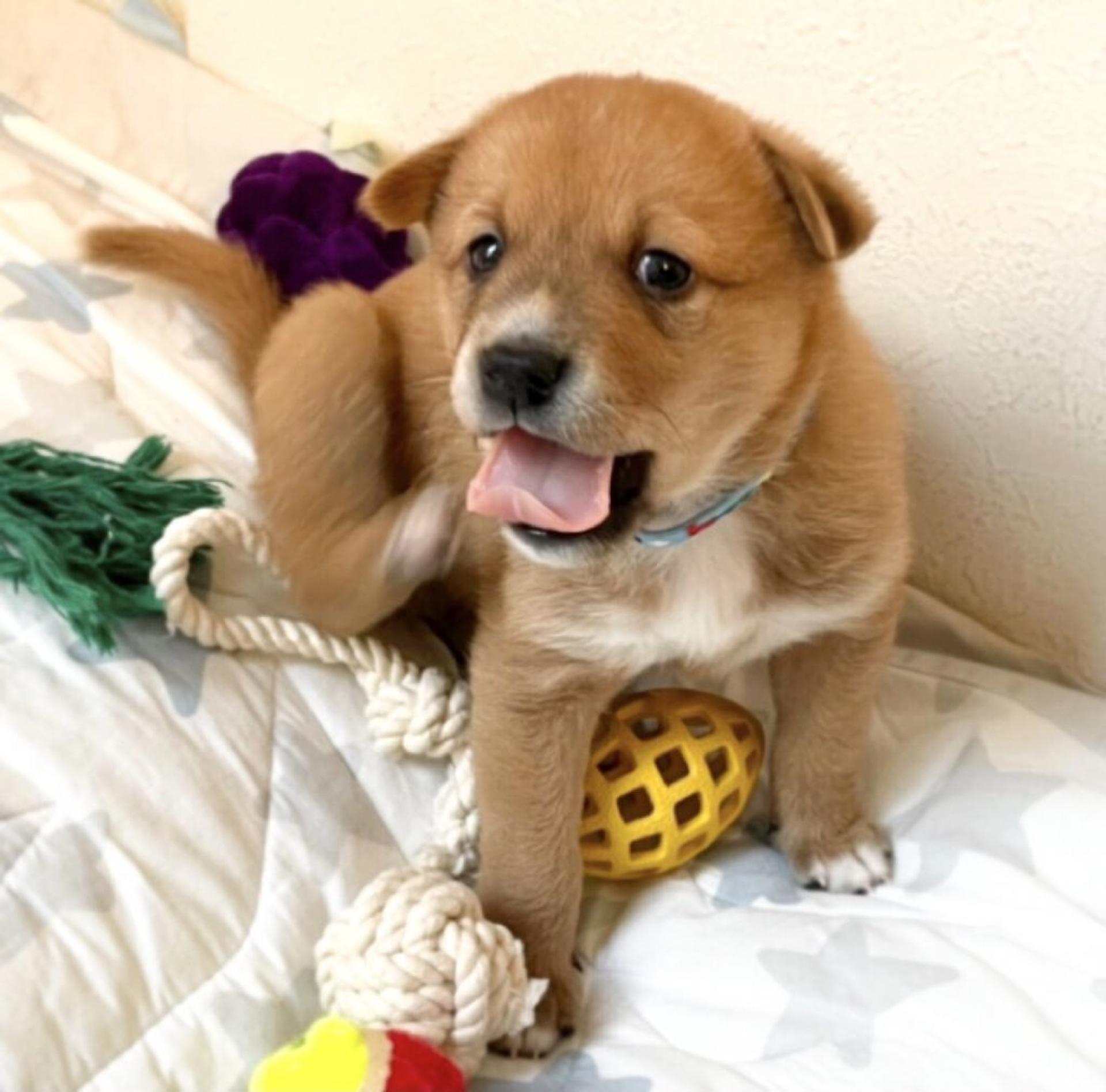 pet-image-4