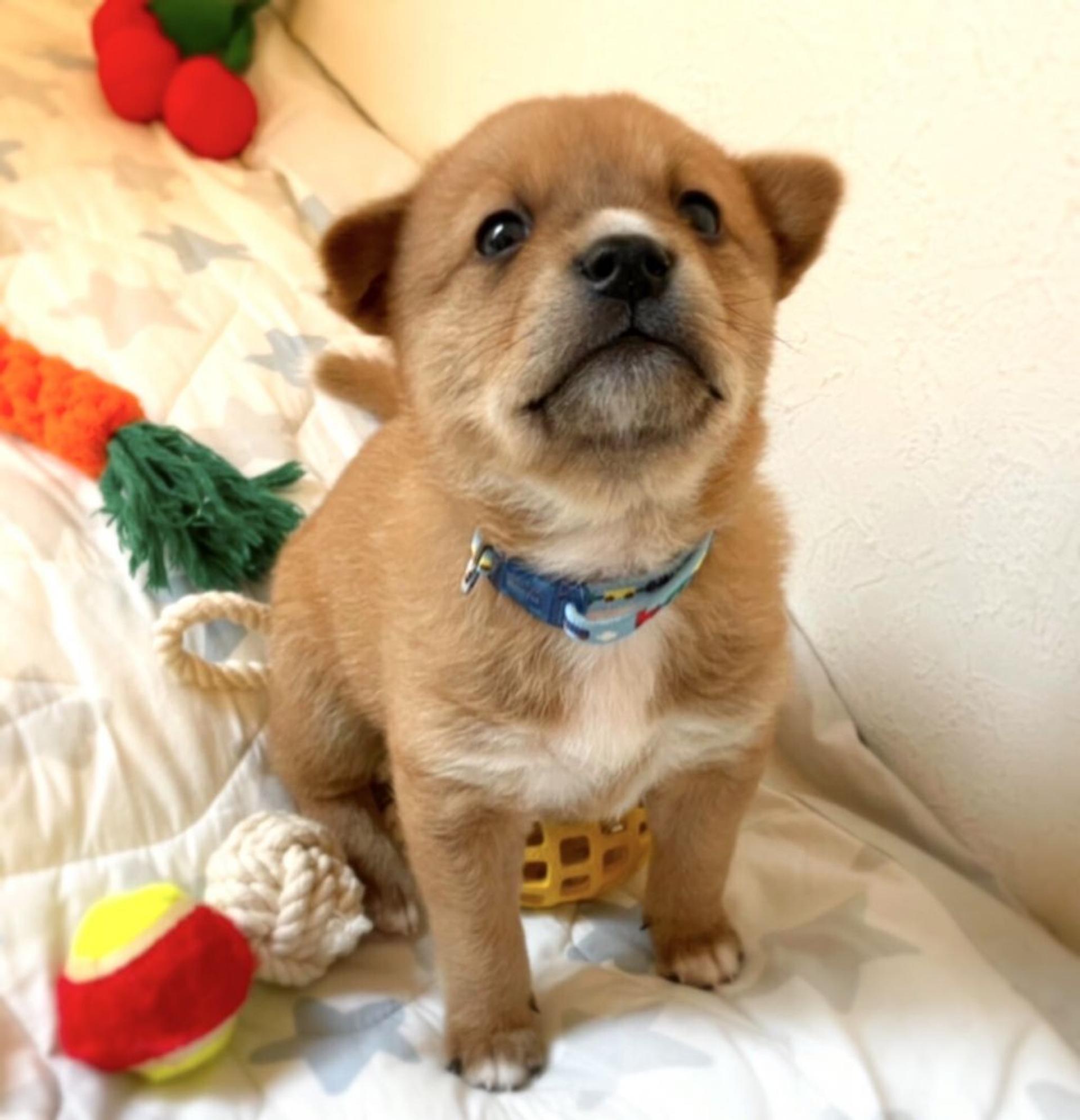 pet-image-6