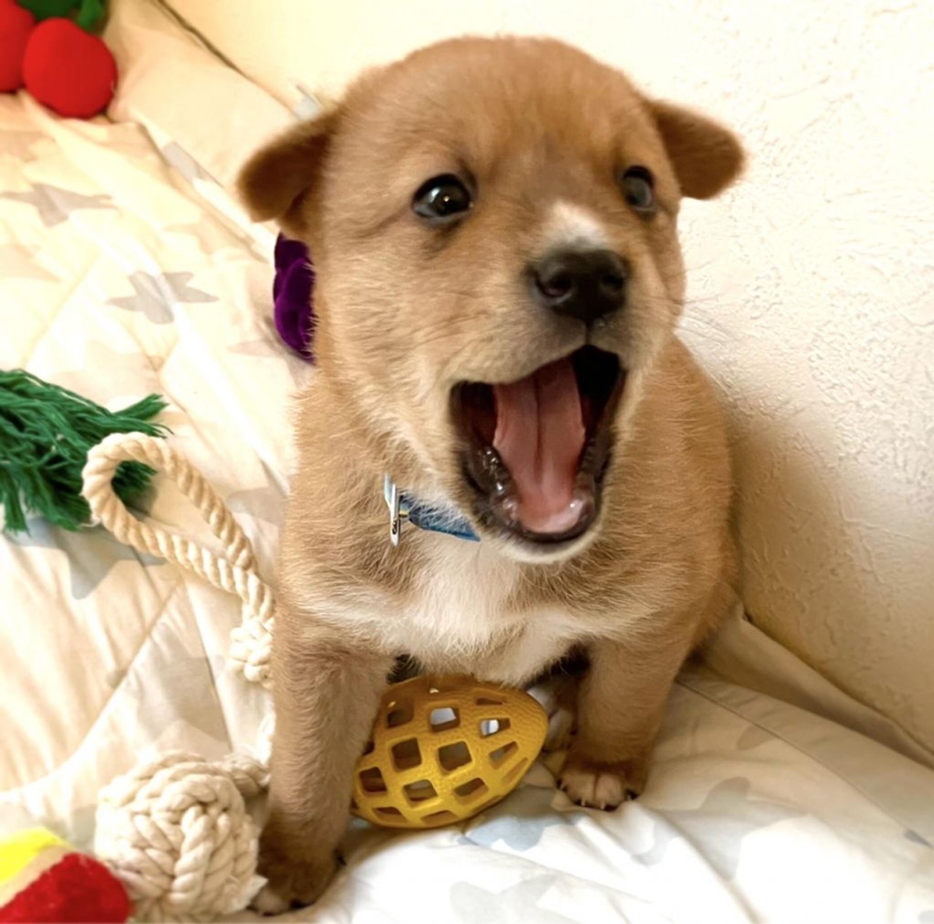 pet-image-7