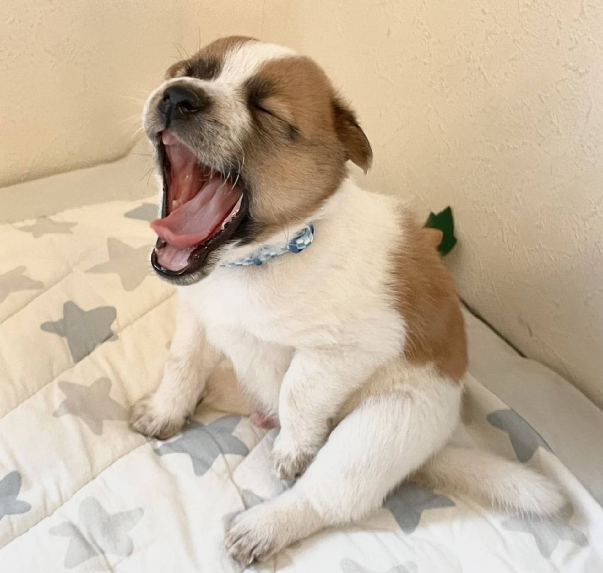 雑種（ミックス犬）・オスの里親募集の写真