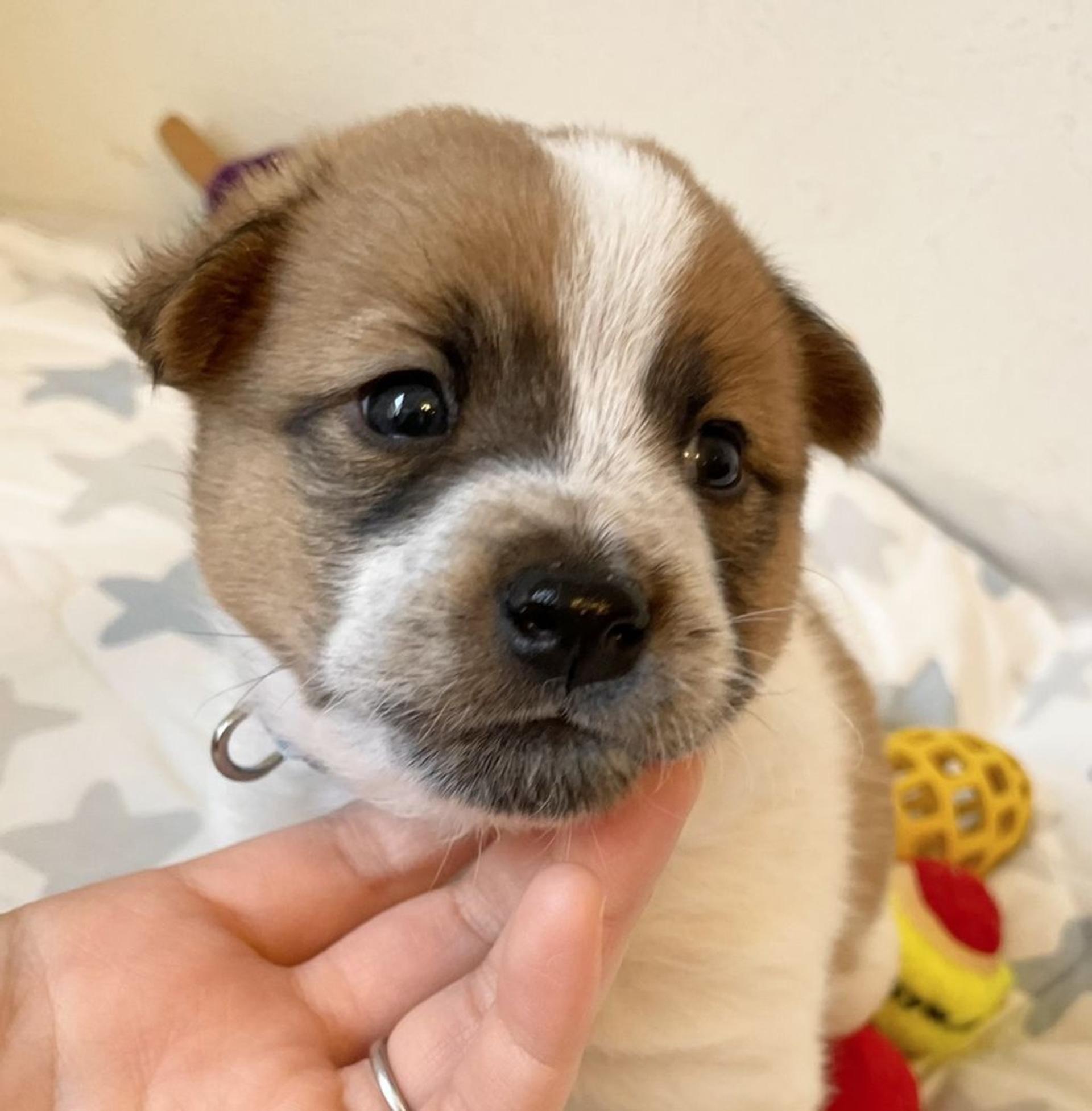 pet-image-5