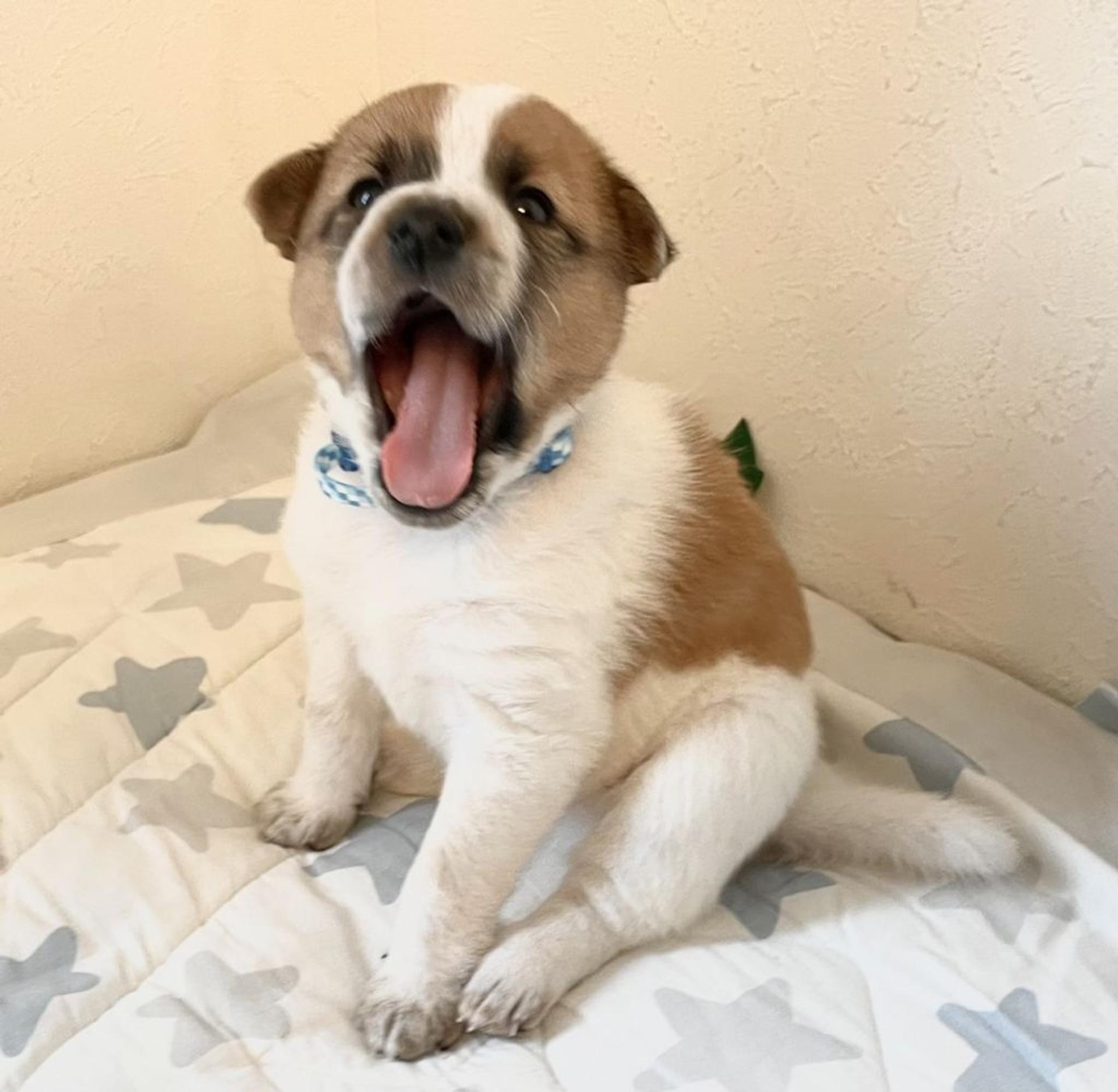 pet-image-6