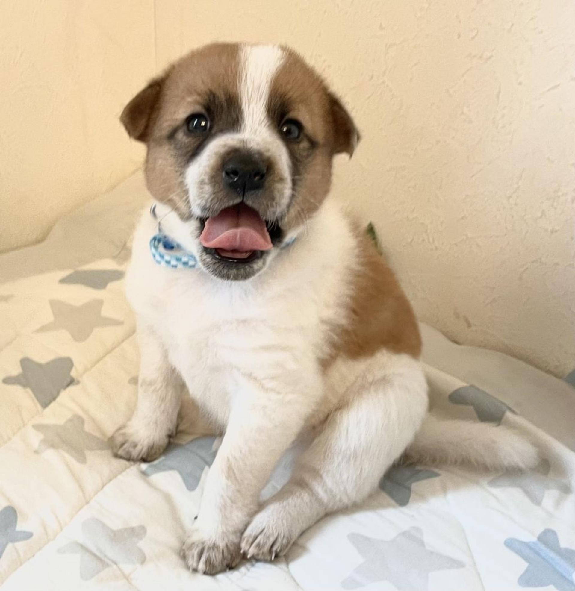 pet-image-7