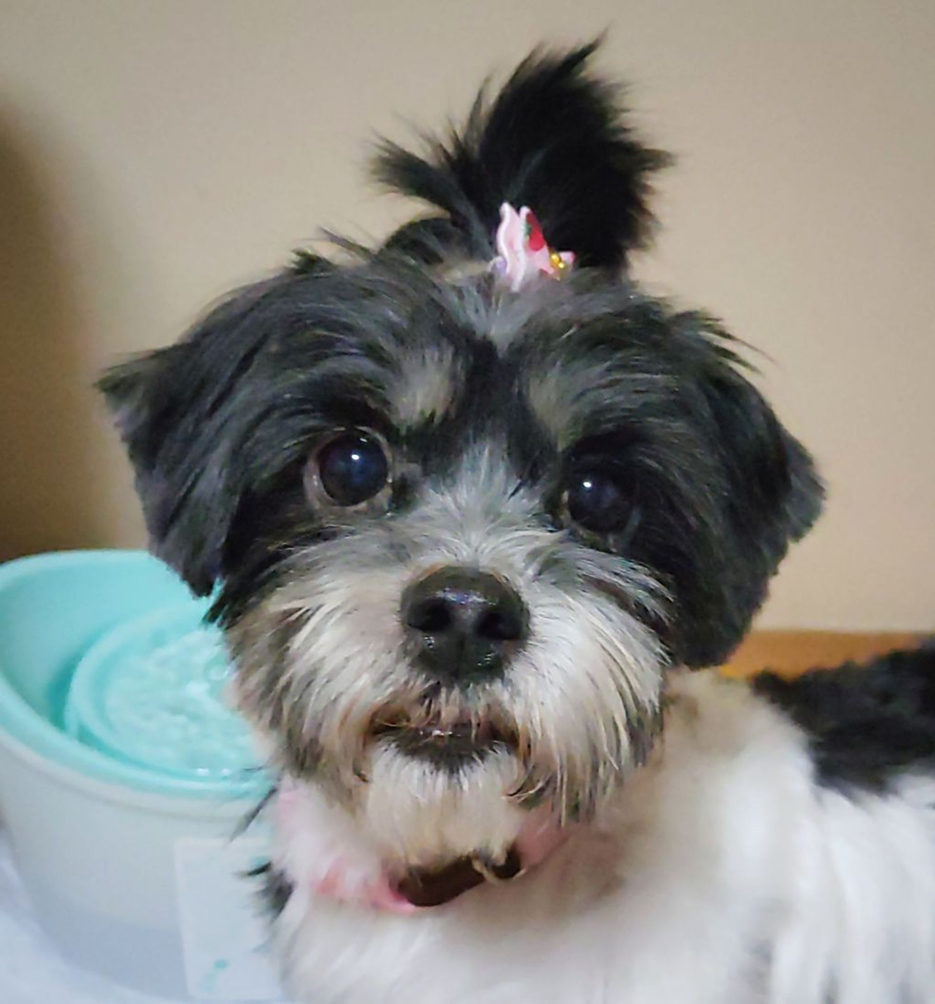 雑種（ミックス犬）・メスの里親募集の写真