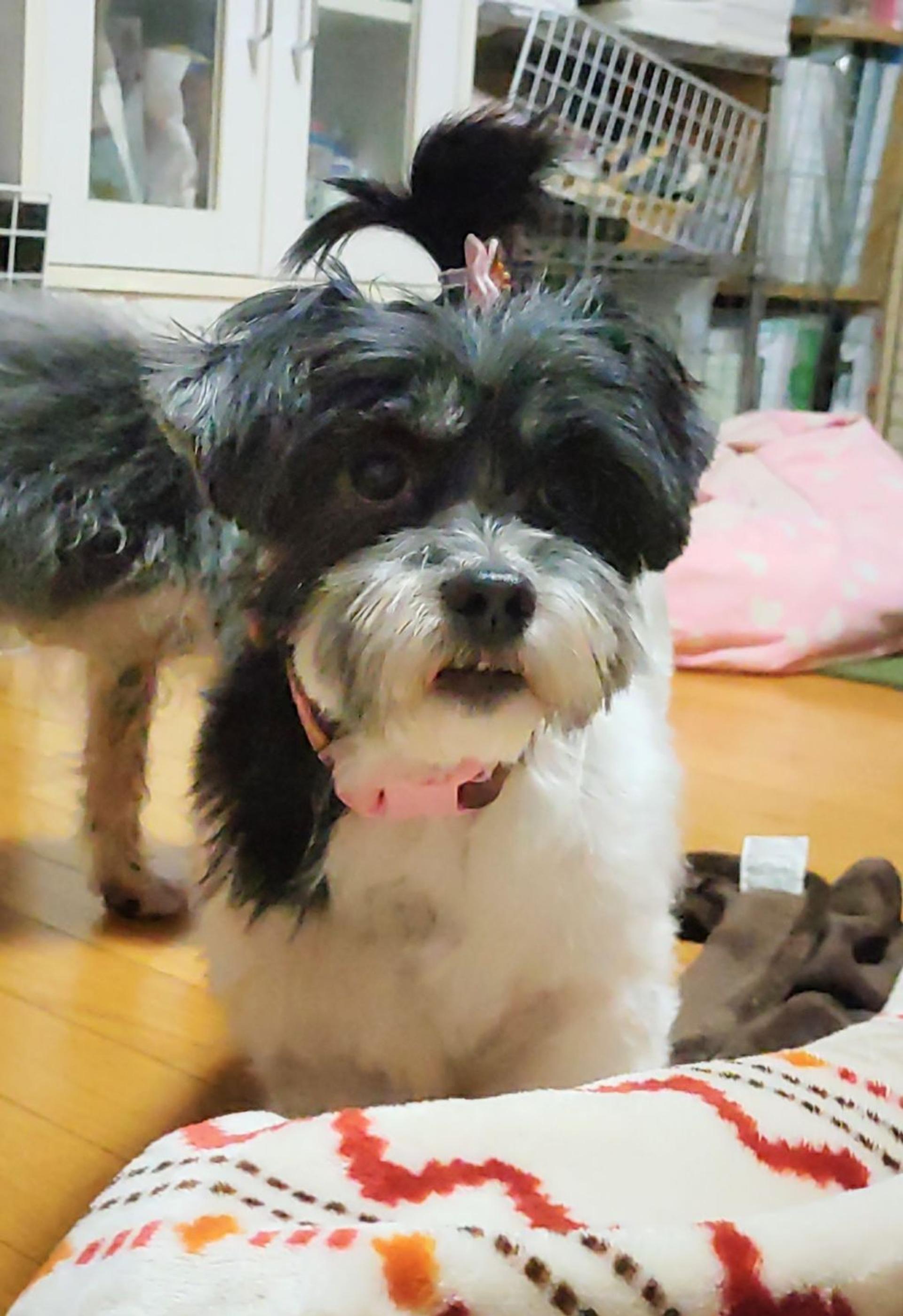 pet-image-2