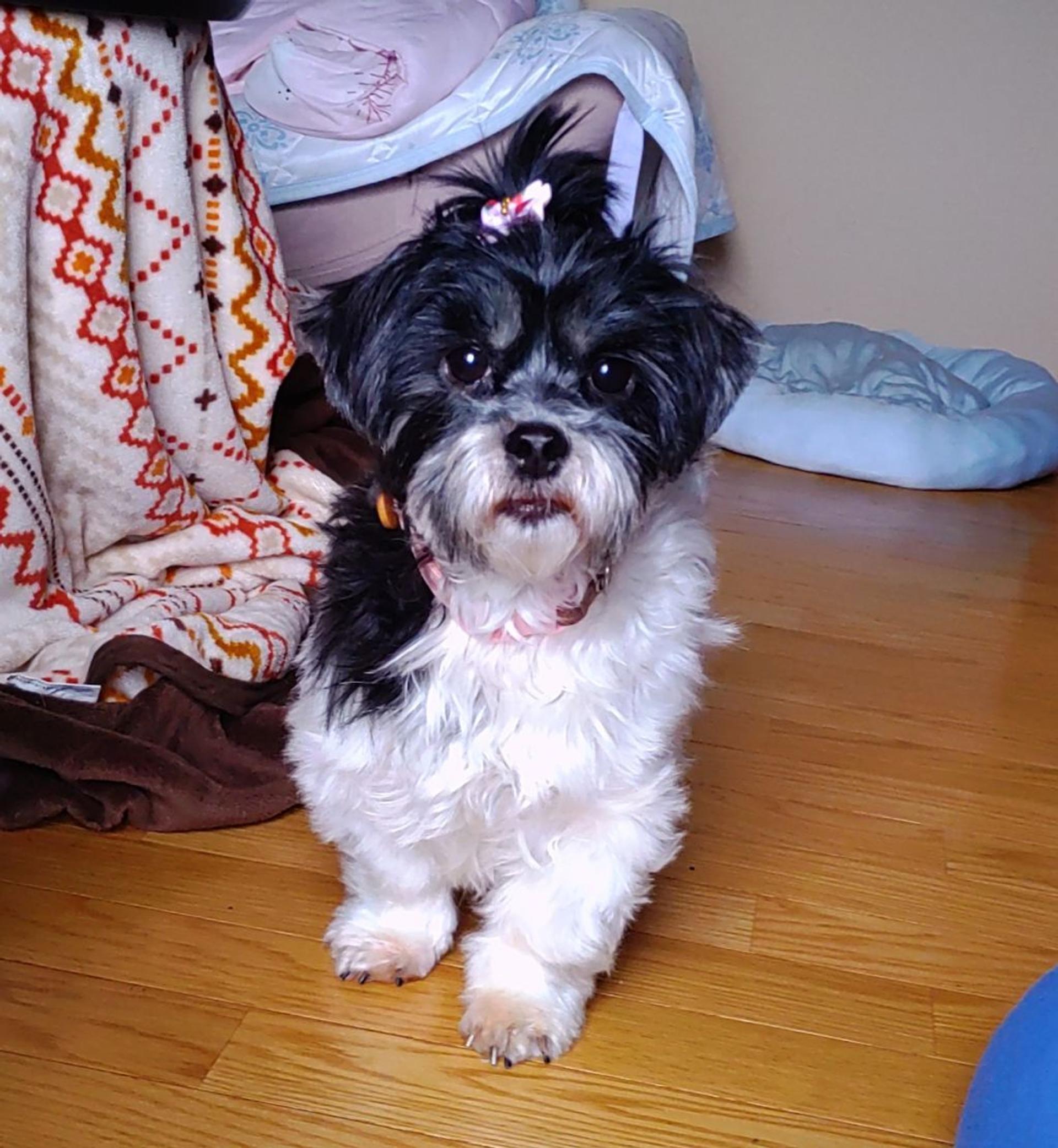 pet-image-3