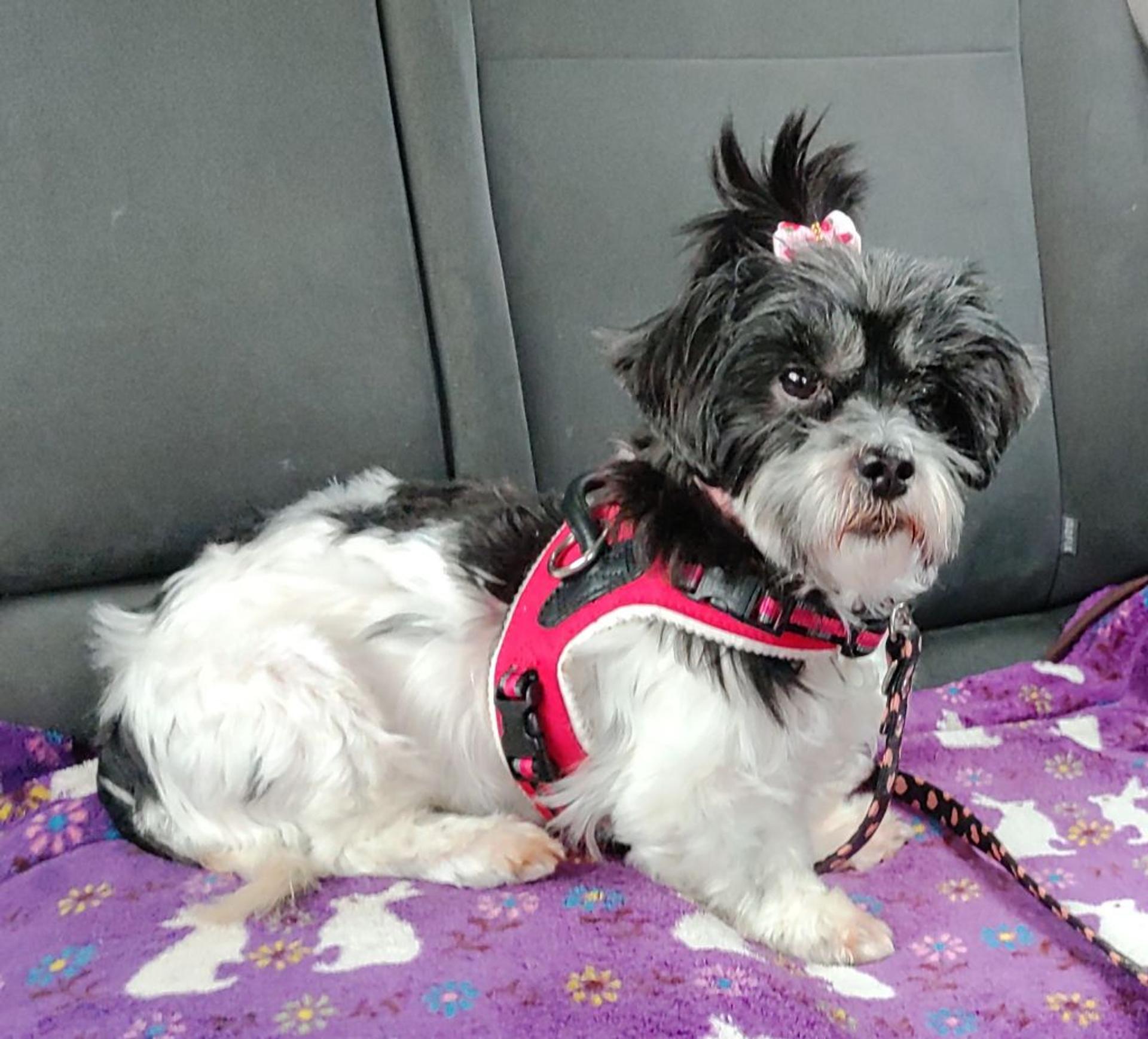 pet-image-4