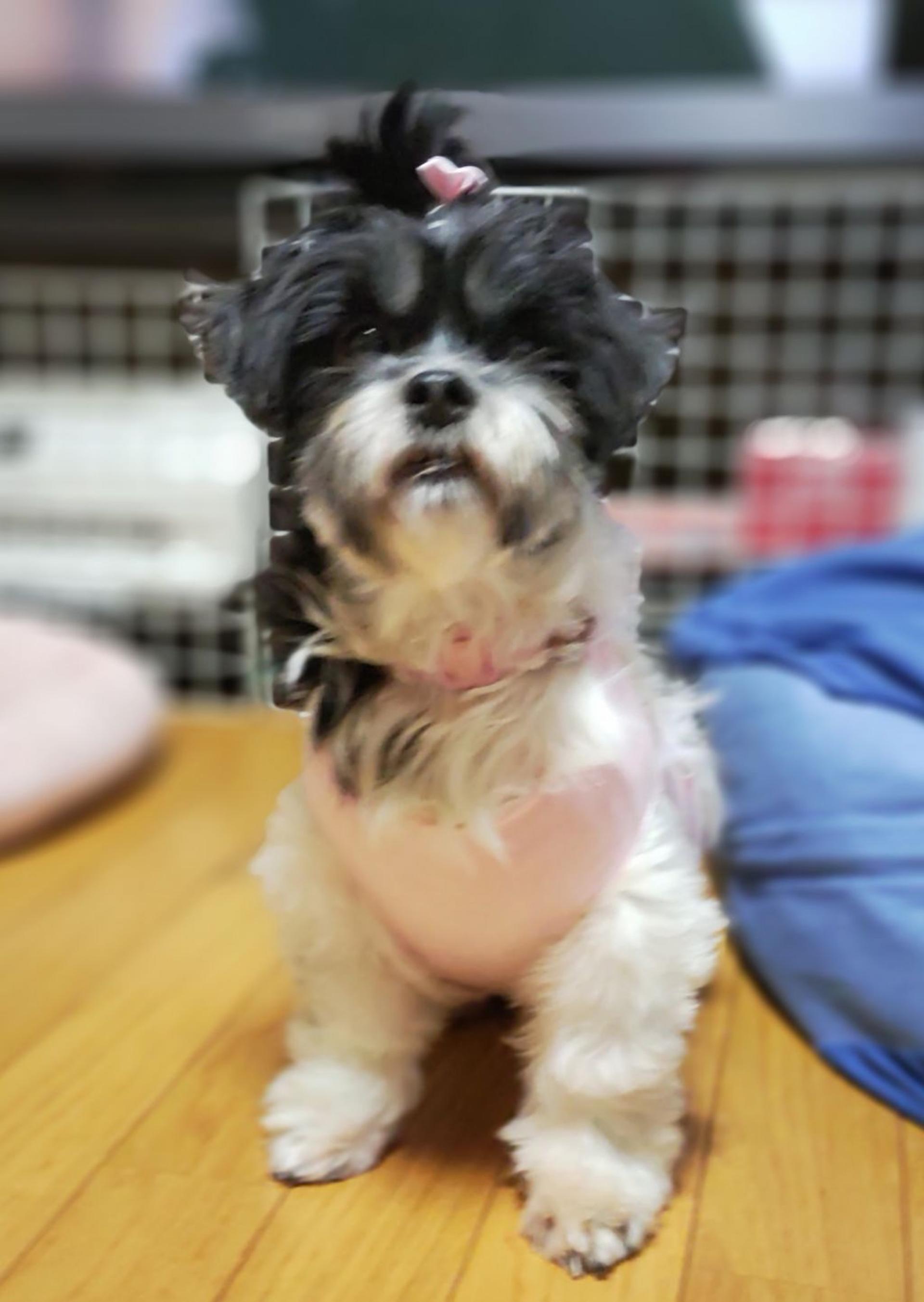 pet-image-5