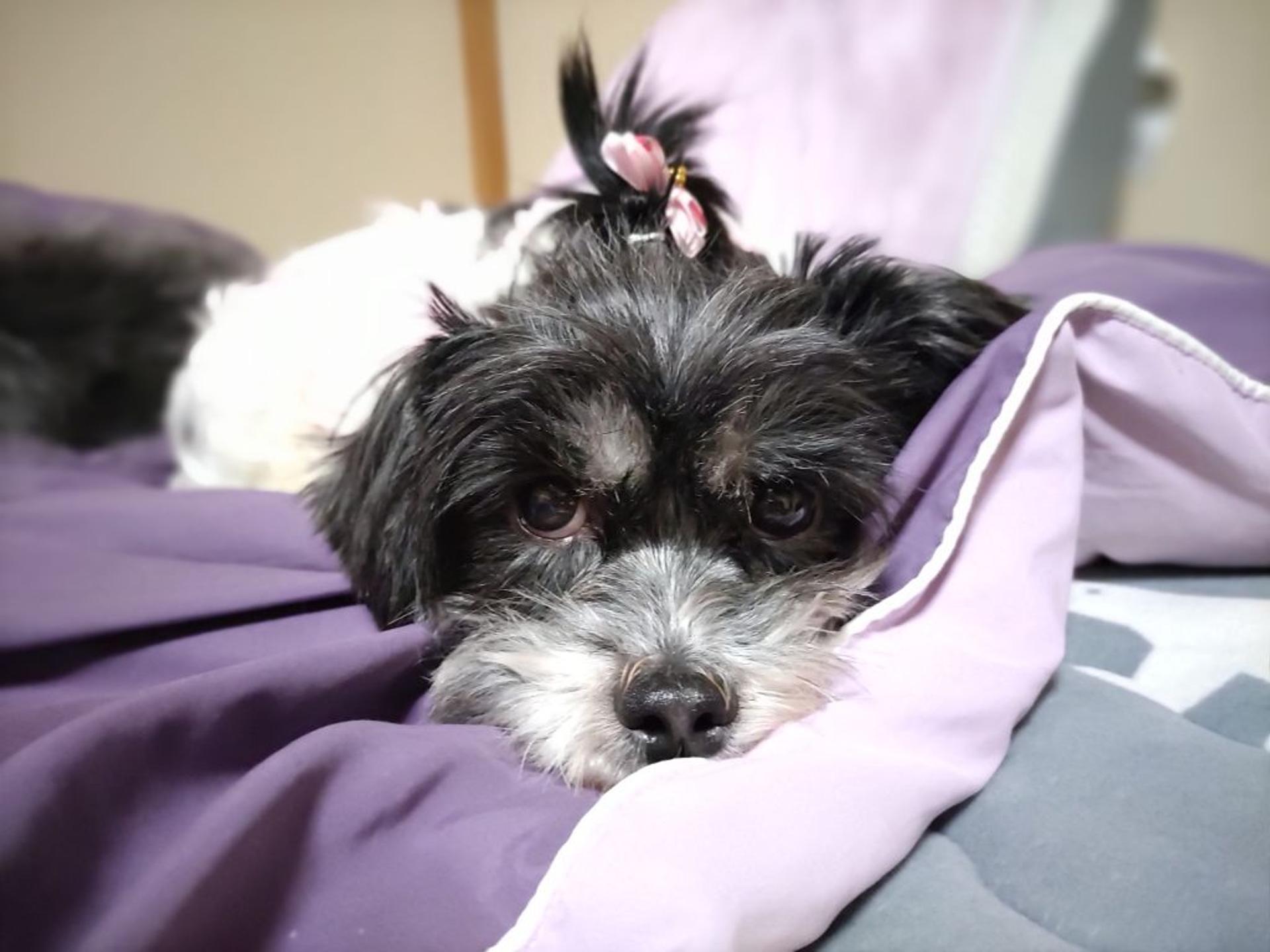 pet-image-6