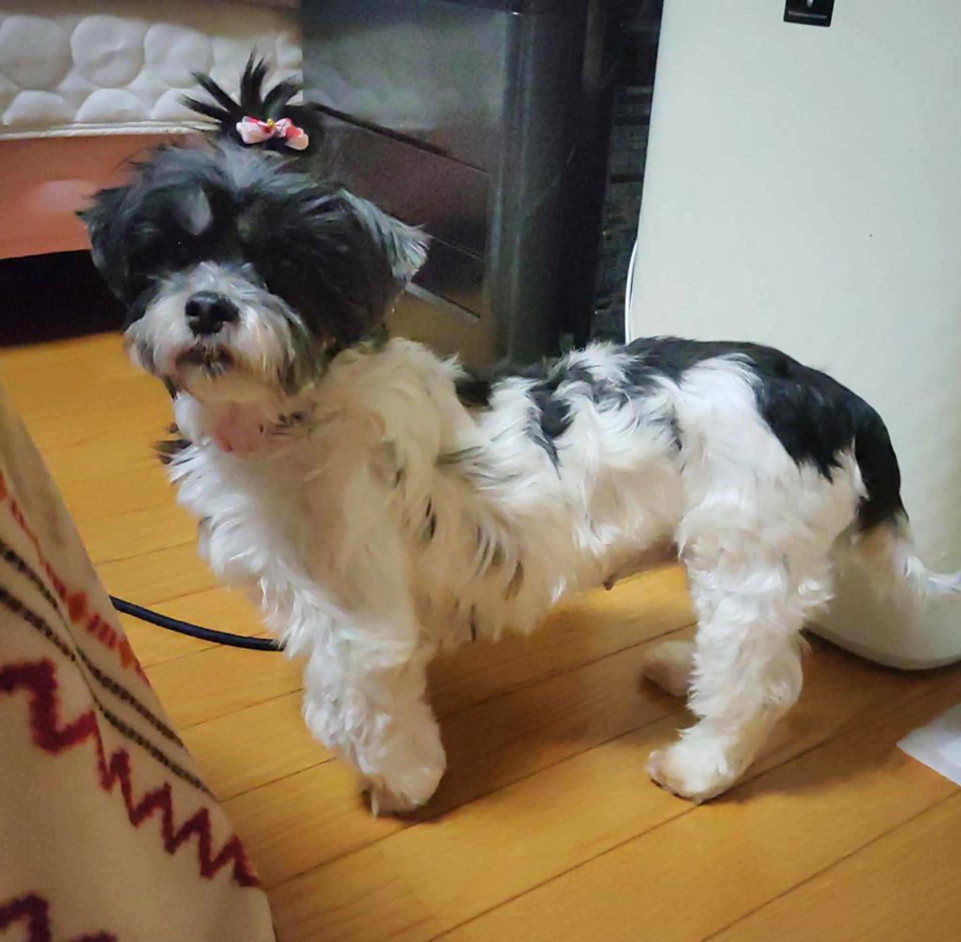 pet-image-8