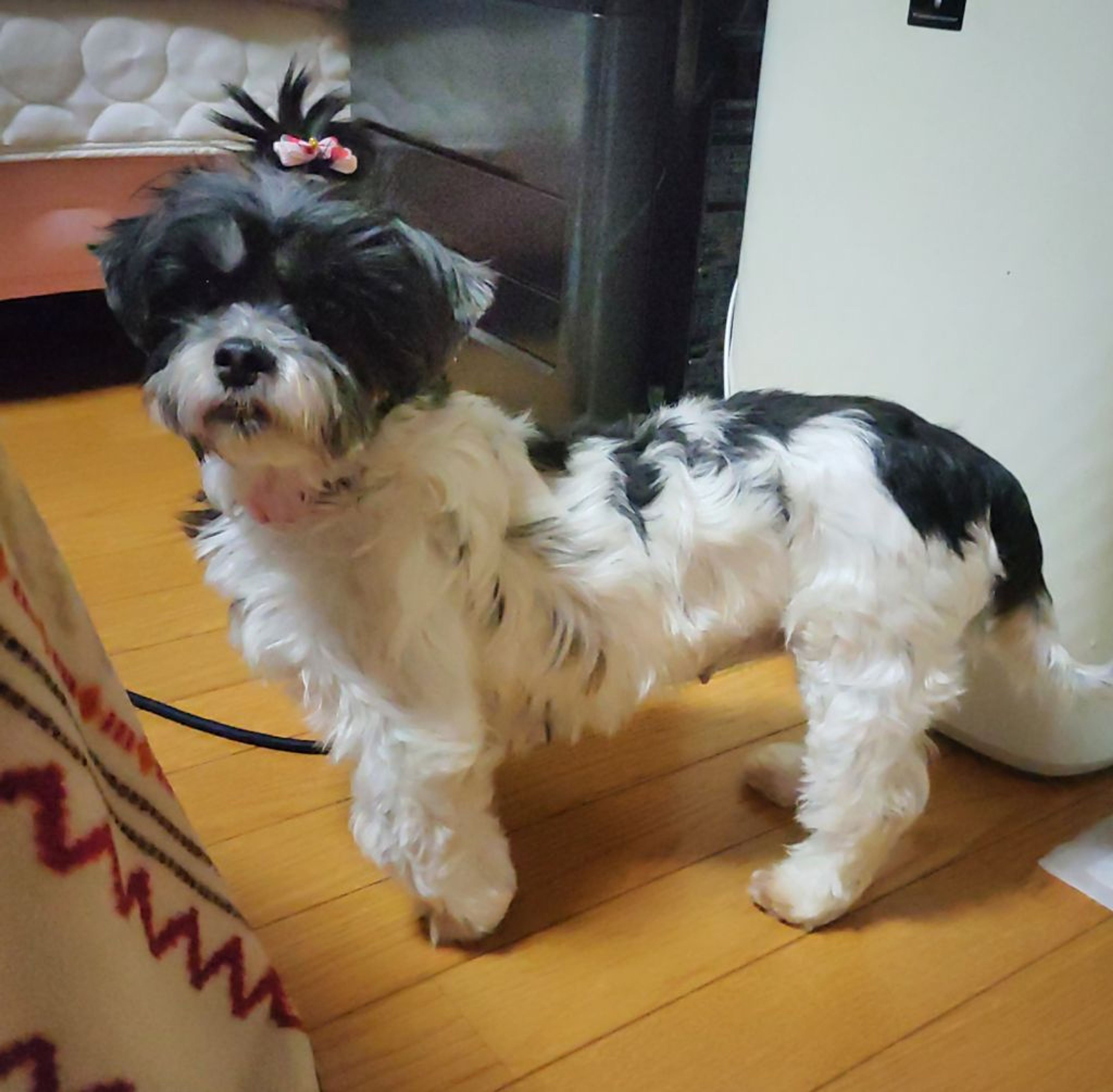 pet-image-8