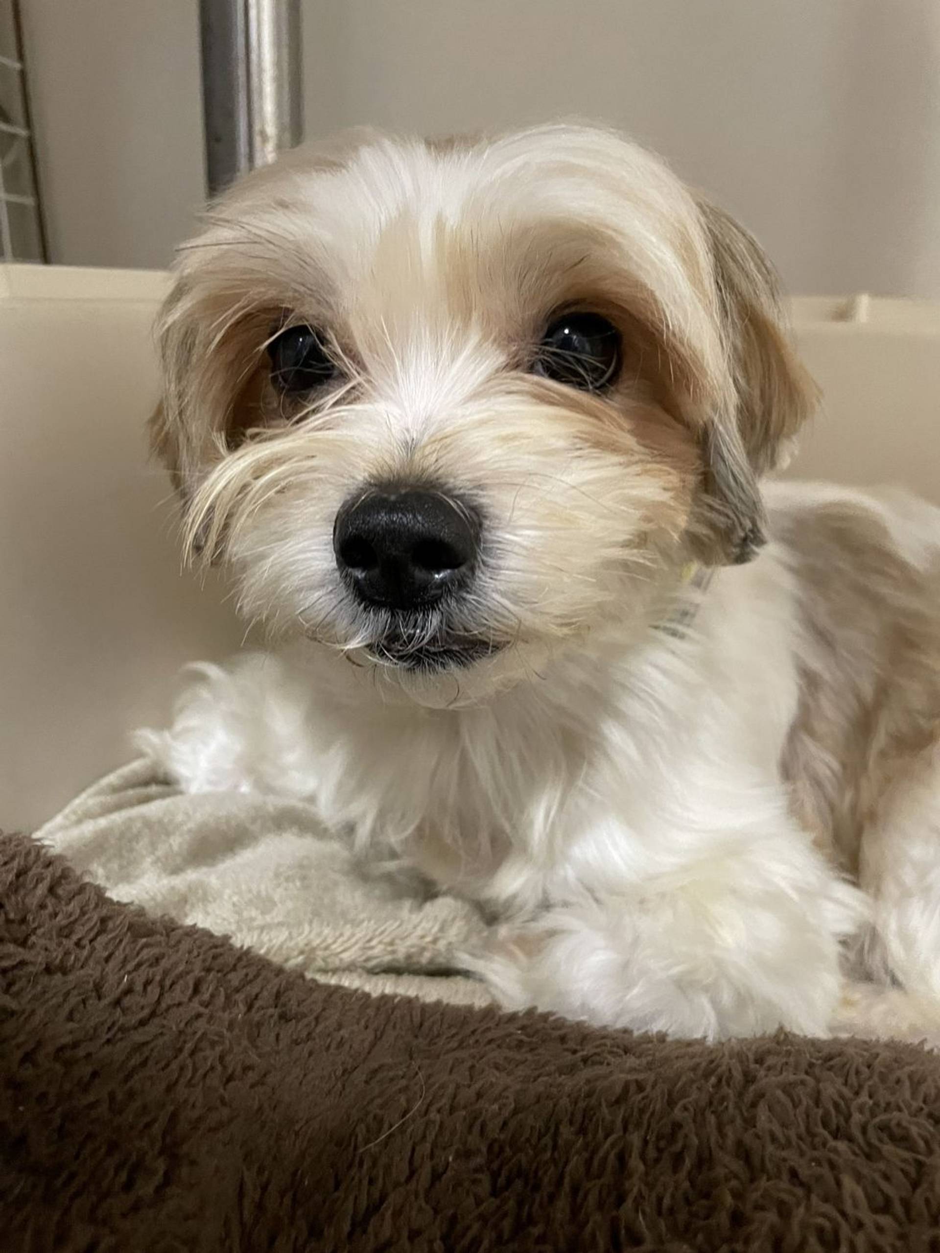 雑種（ミックス犬）・メスの里親募集の写真