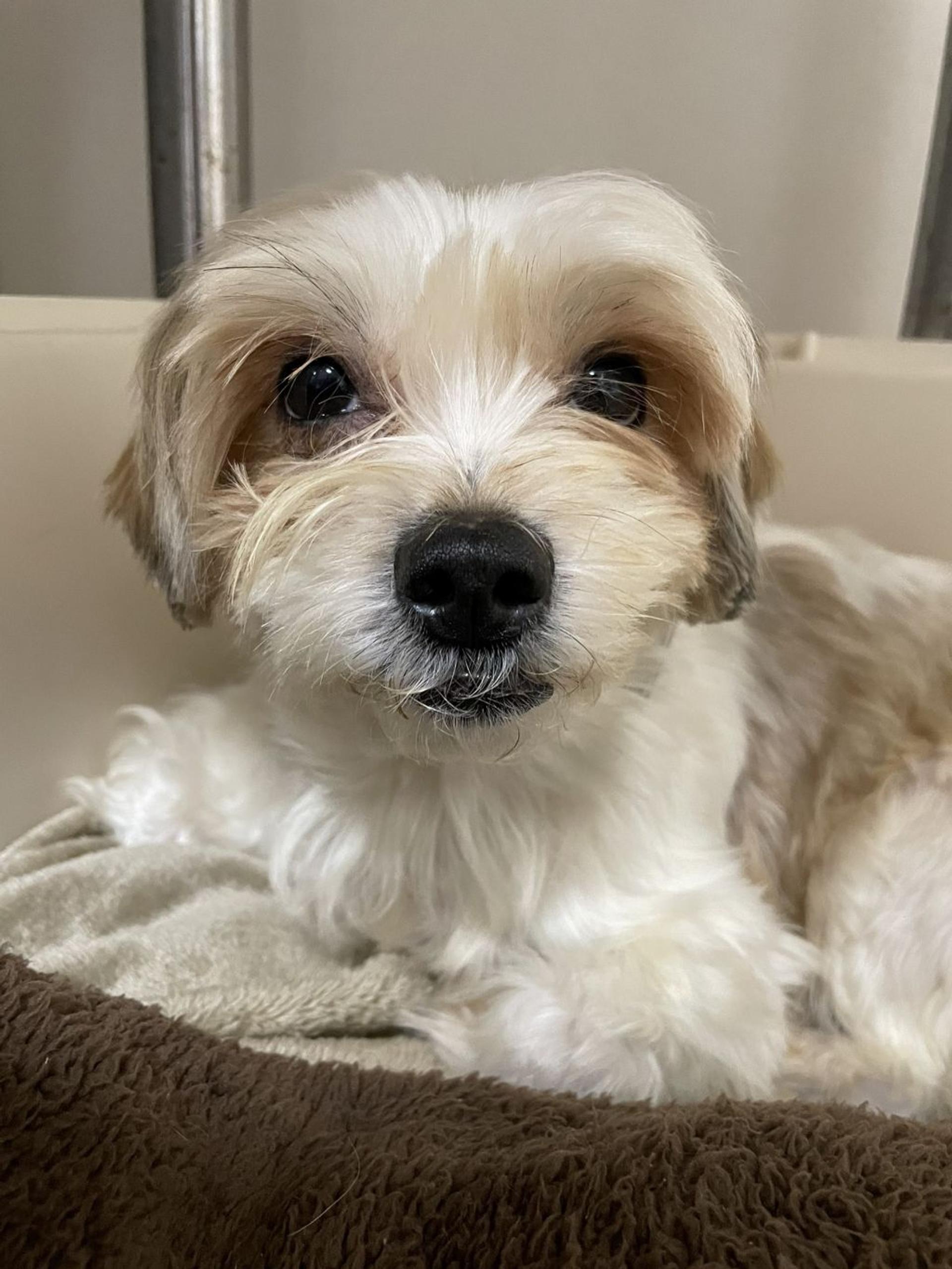pet-image-2