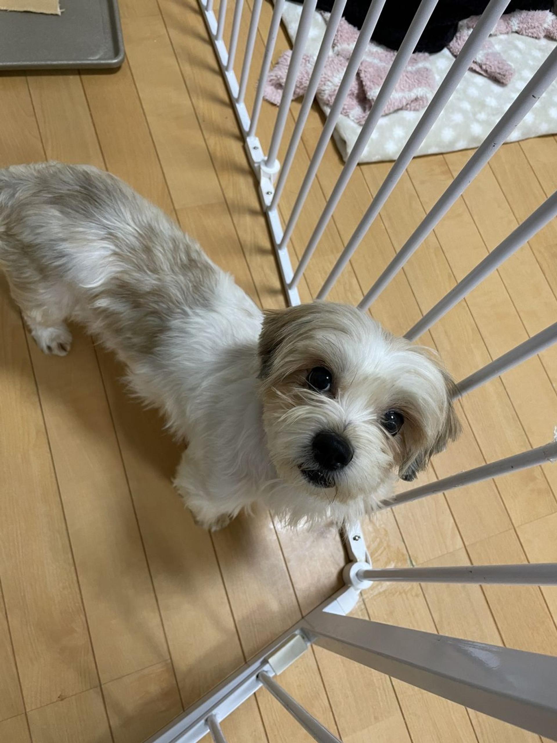 pet-image-3