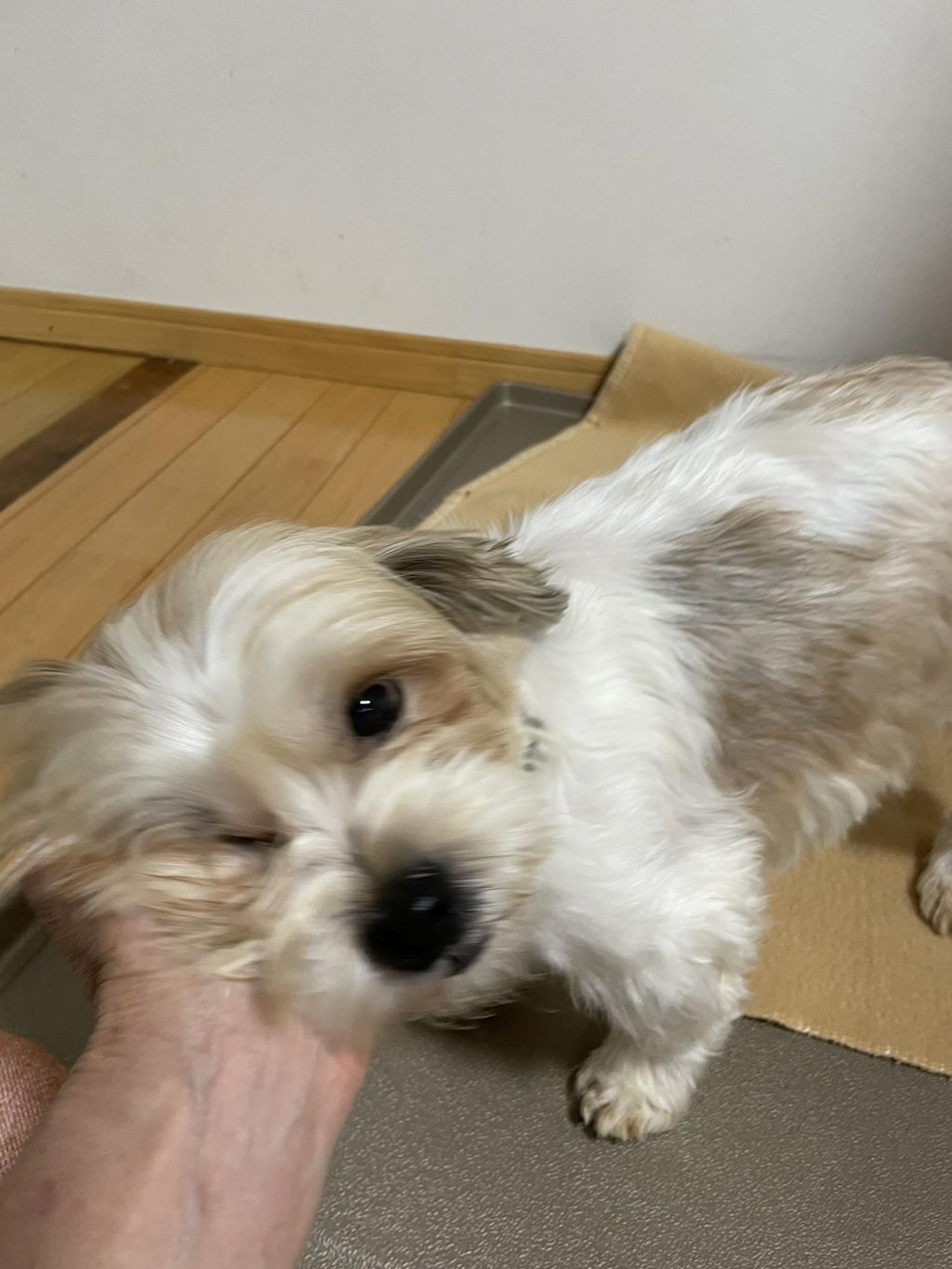 pet-image-4