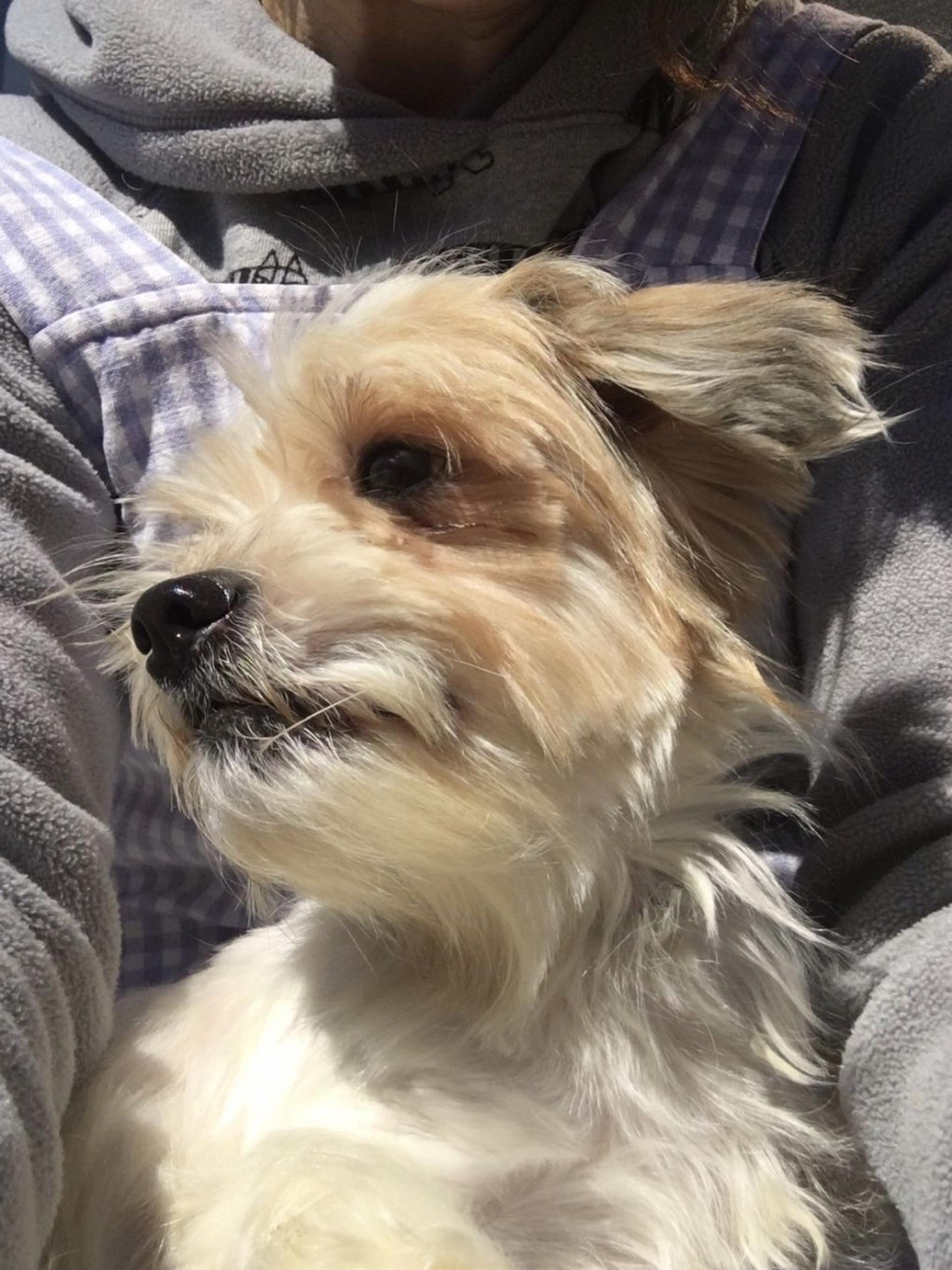 pet-image-7