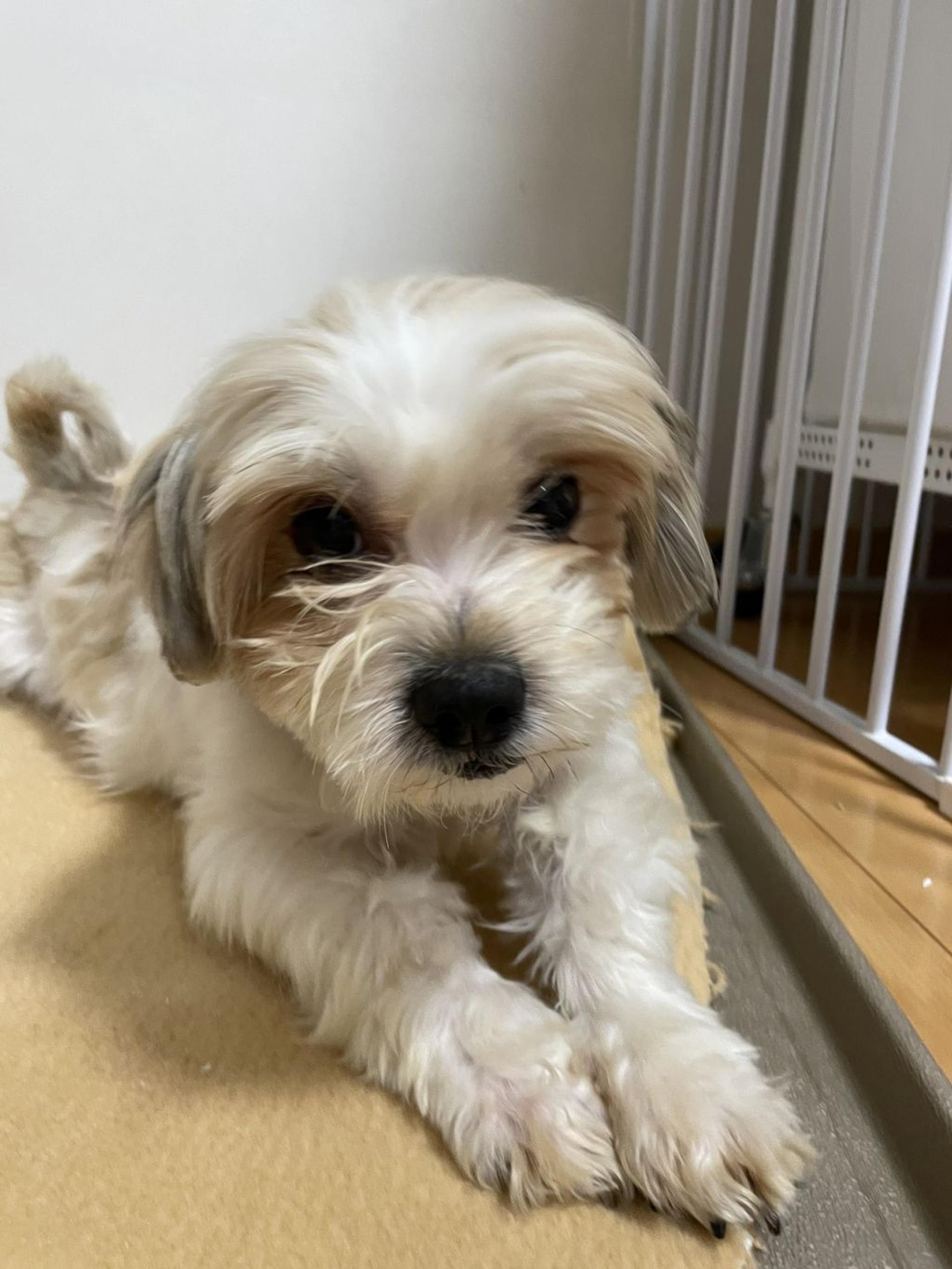 pet-image-8