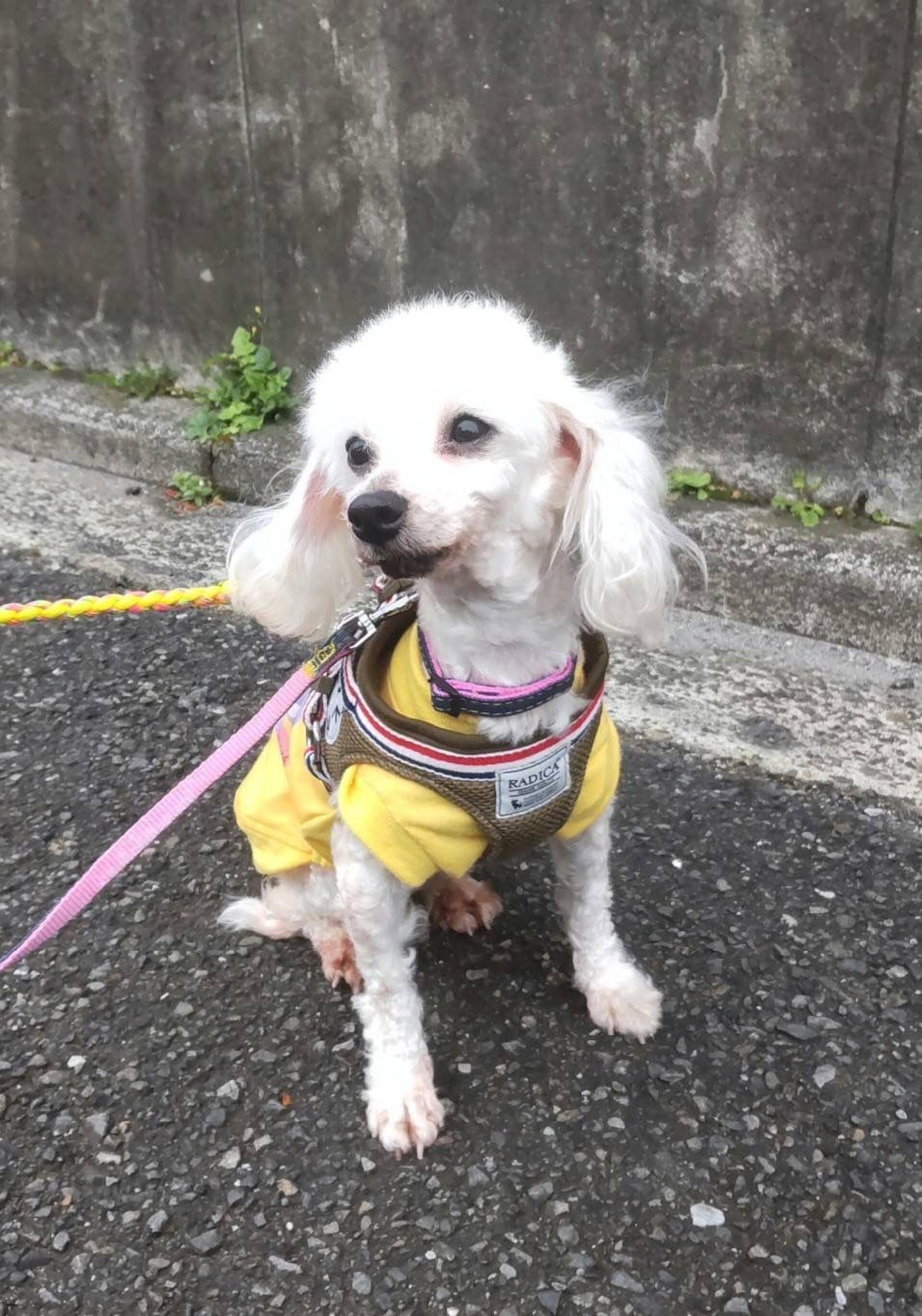 pet-image-2