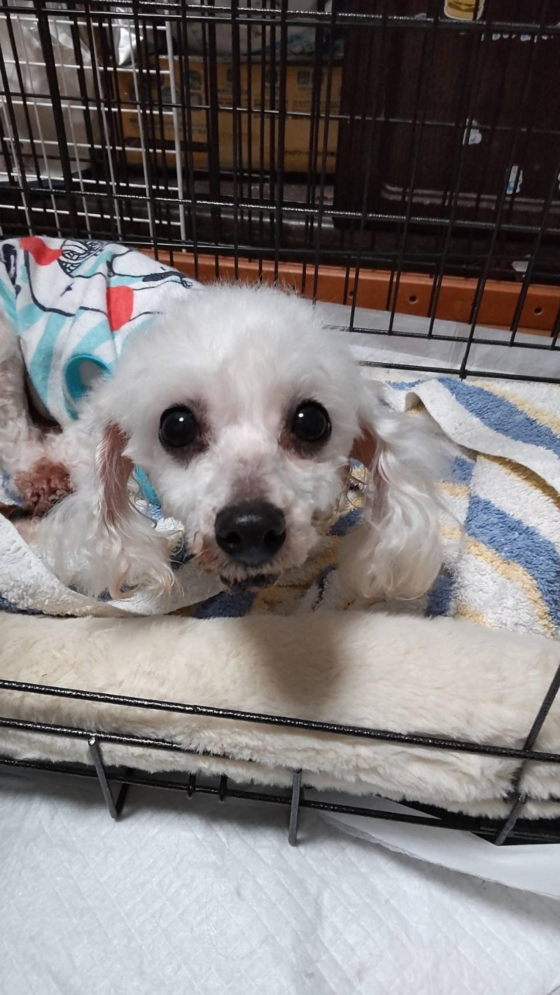 pet-image-4