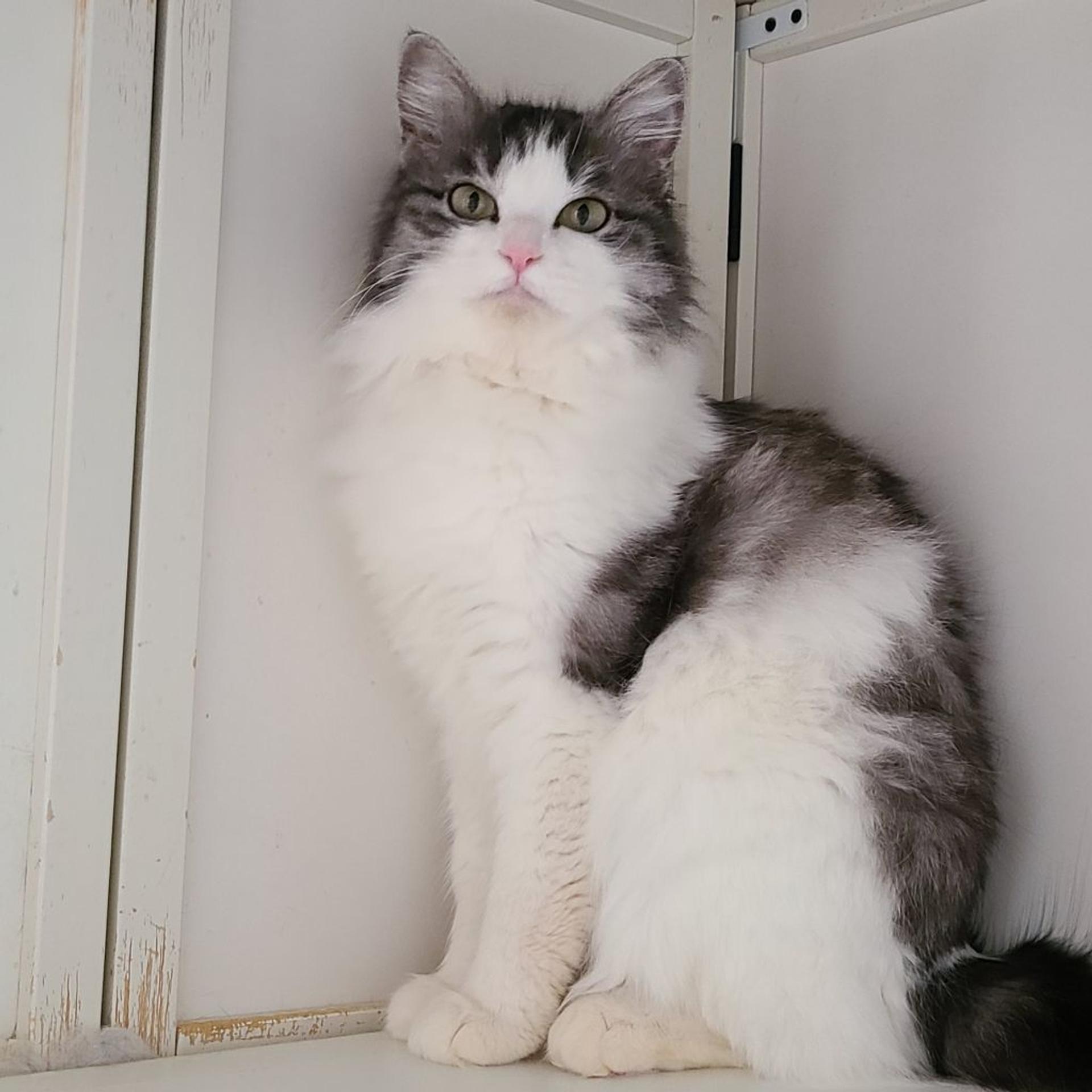 pet-image-2