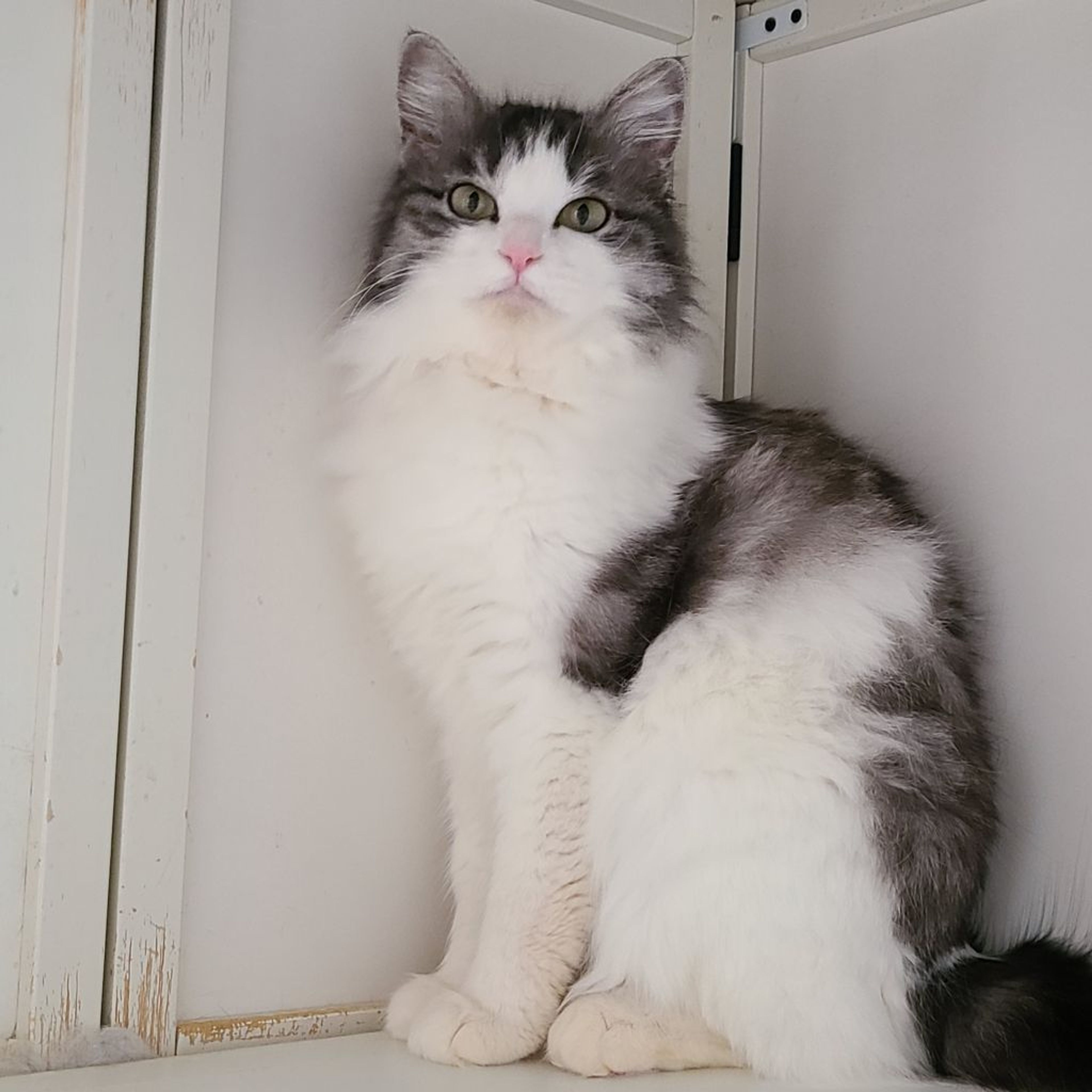 pet-image-2