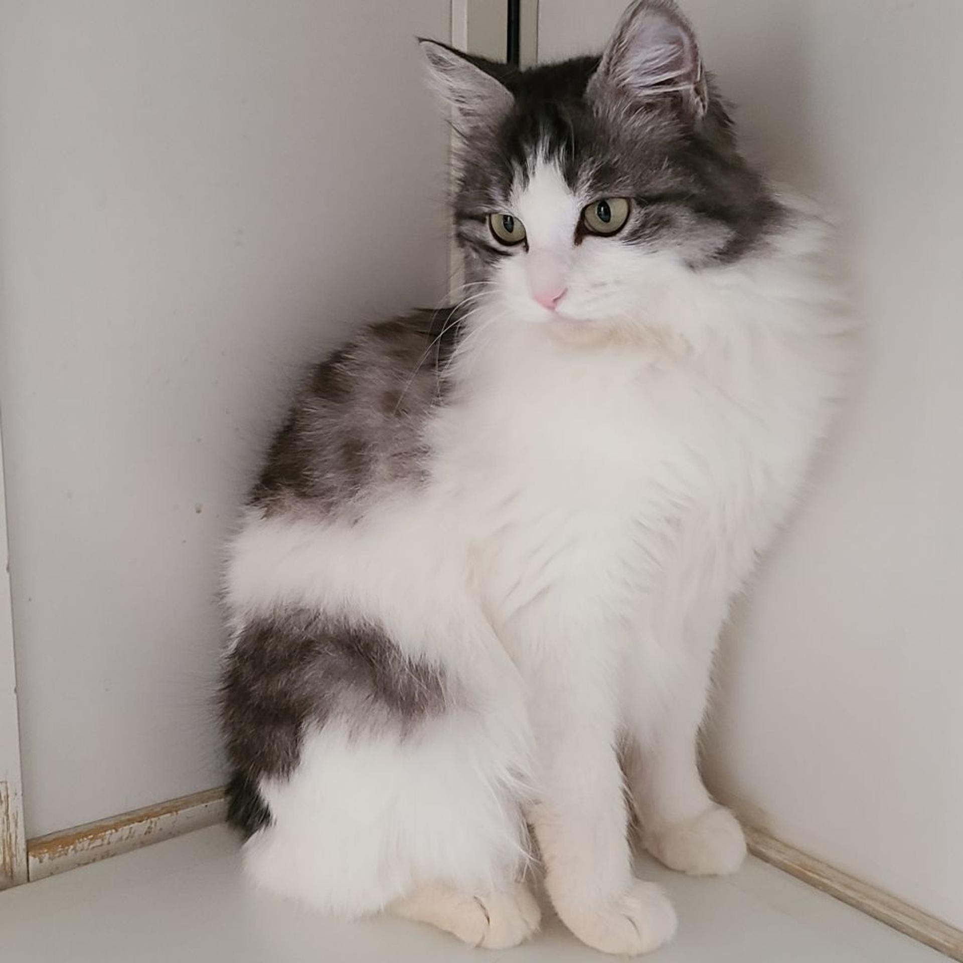 pet-image-4