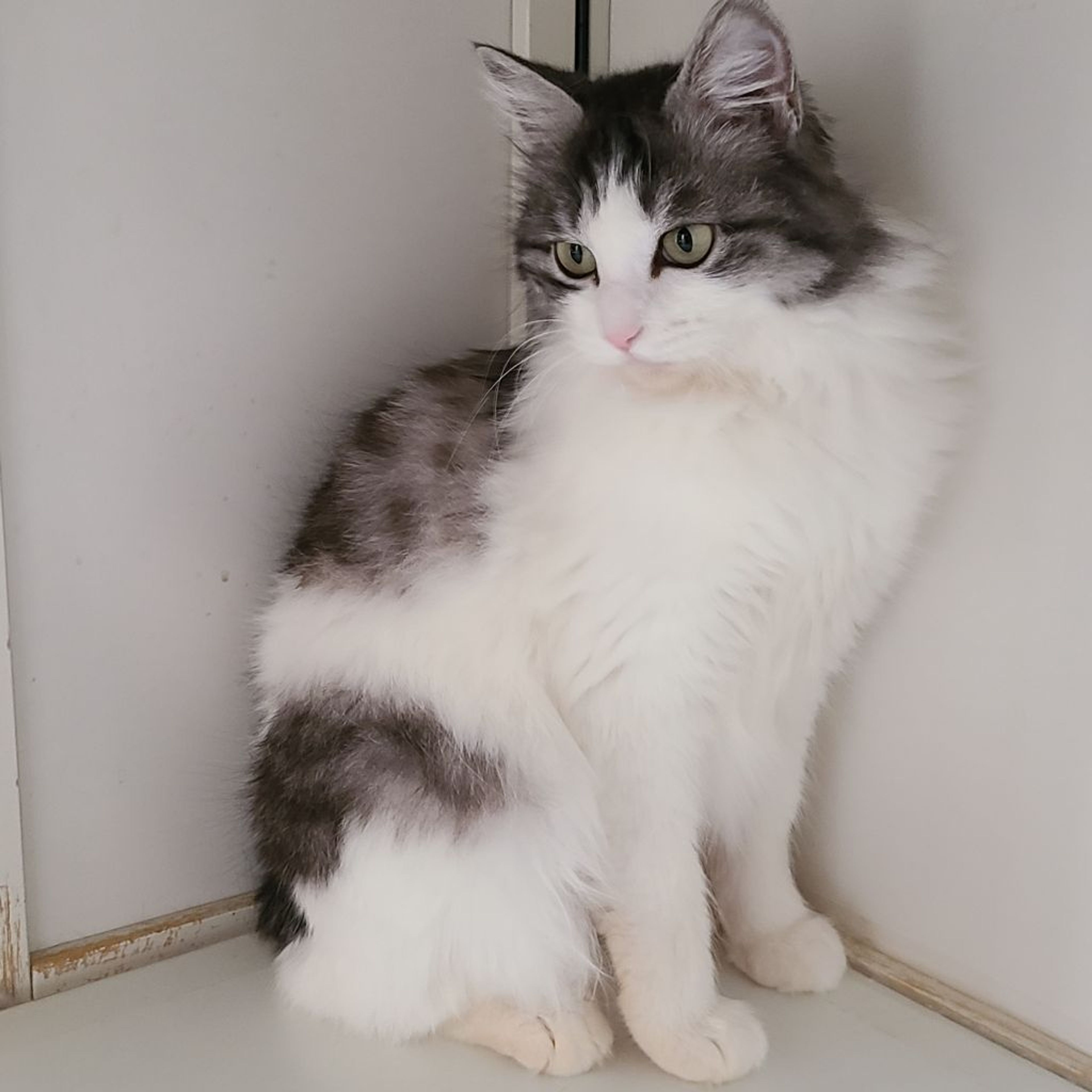 pet-image-4