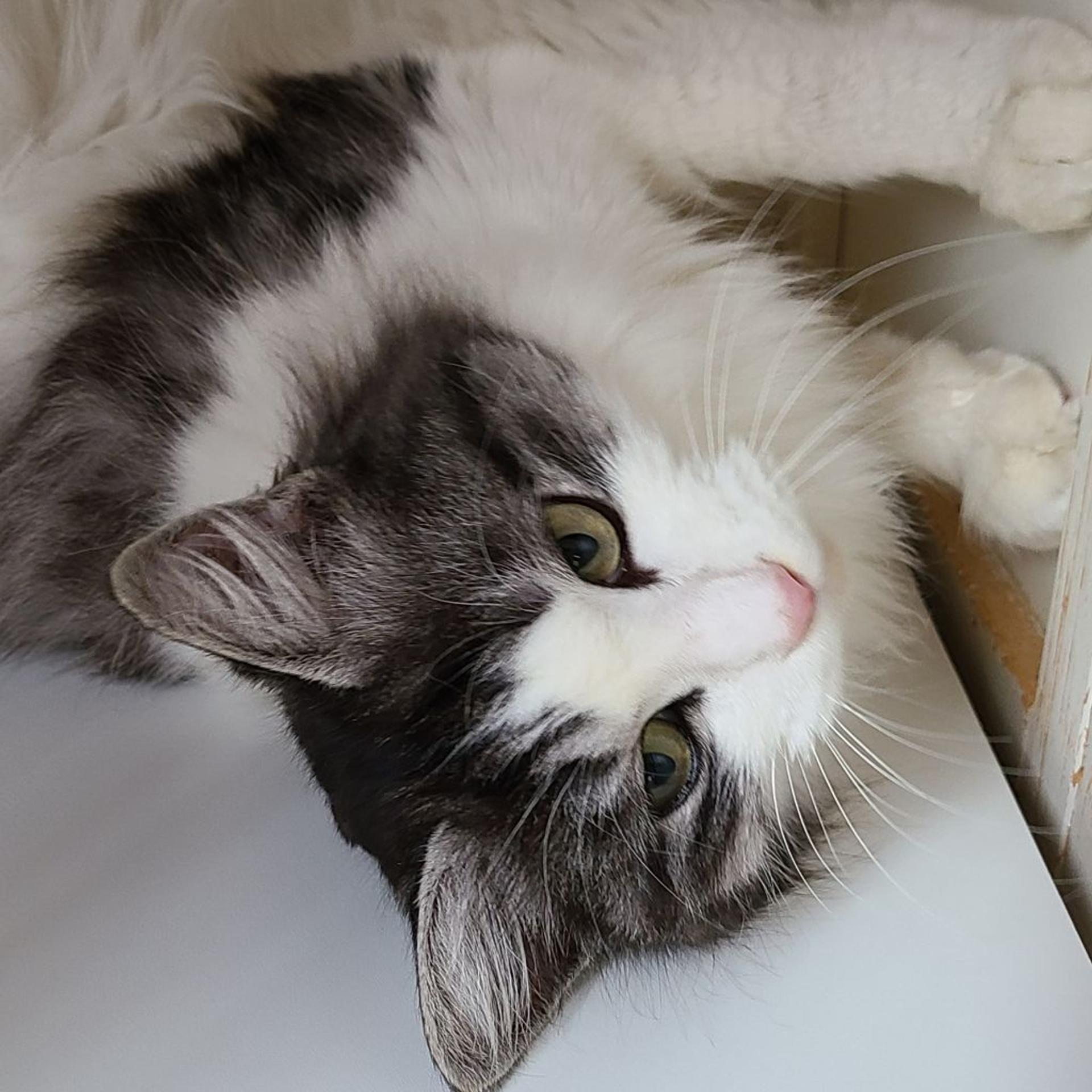 pet-image-5