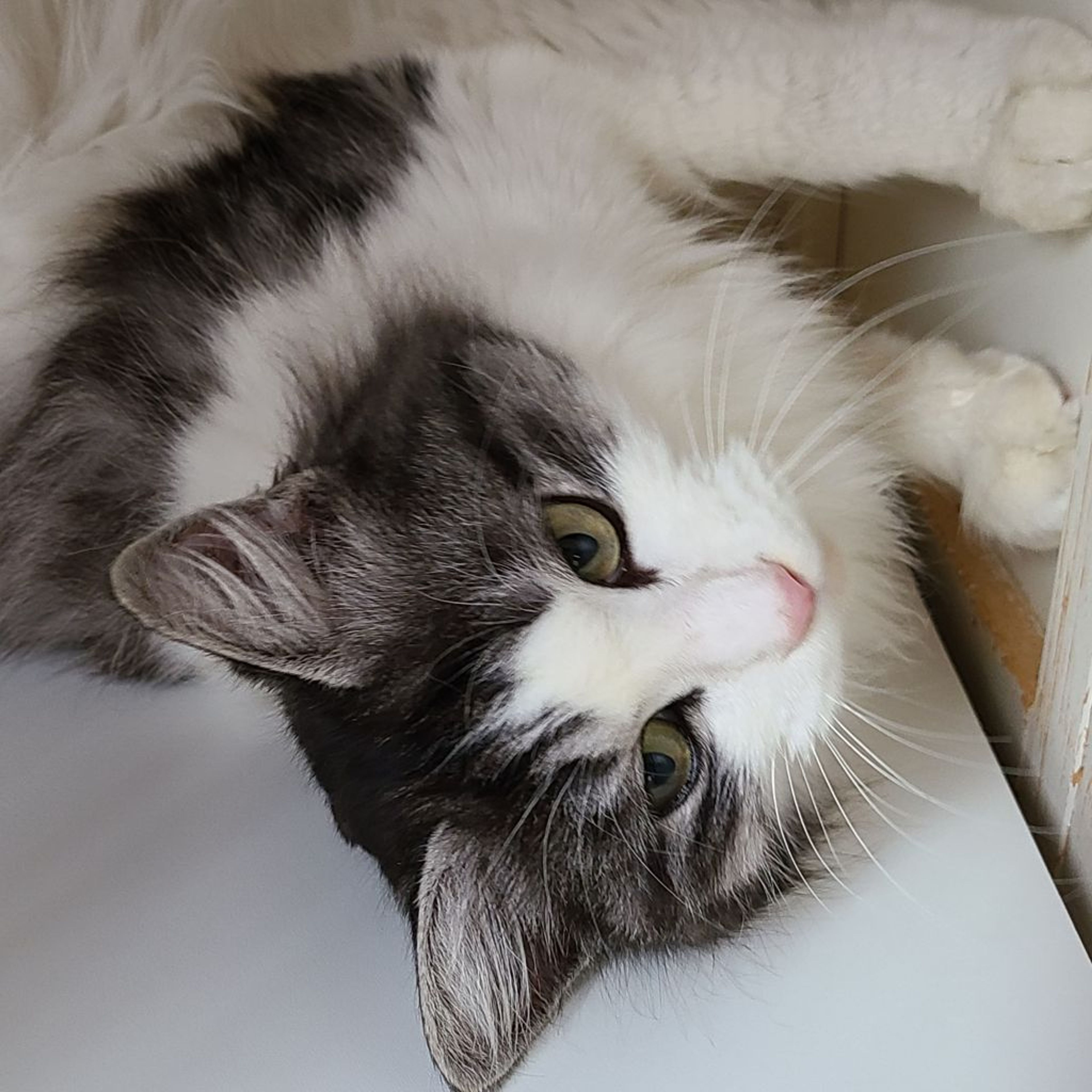 pet-image-5
