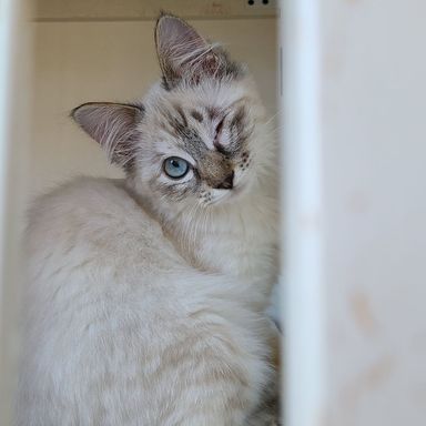 ちびやっちょいの写真