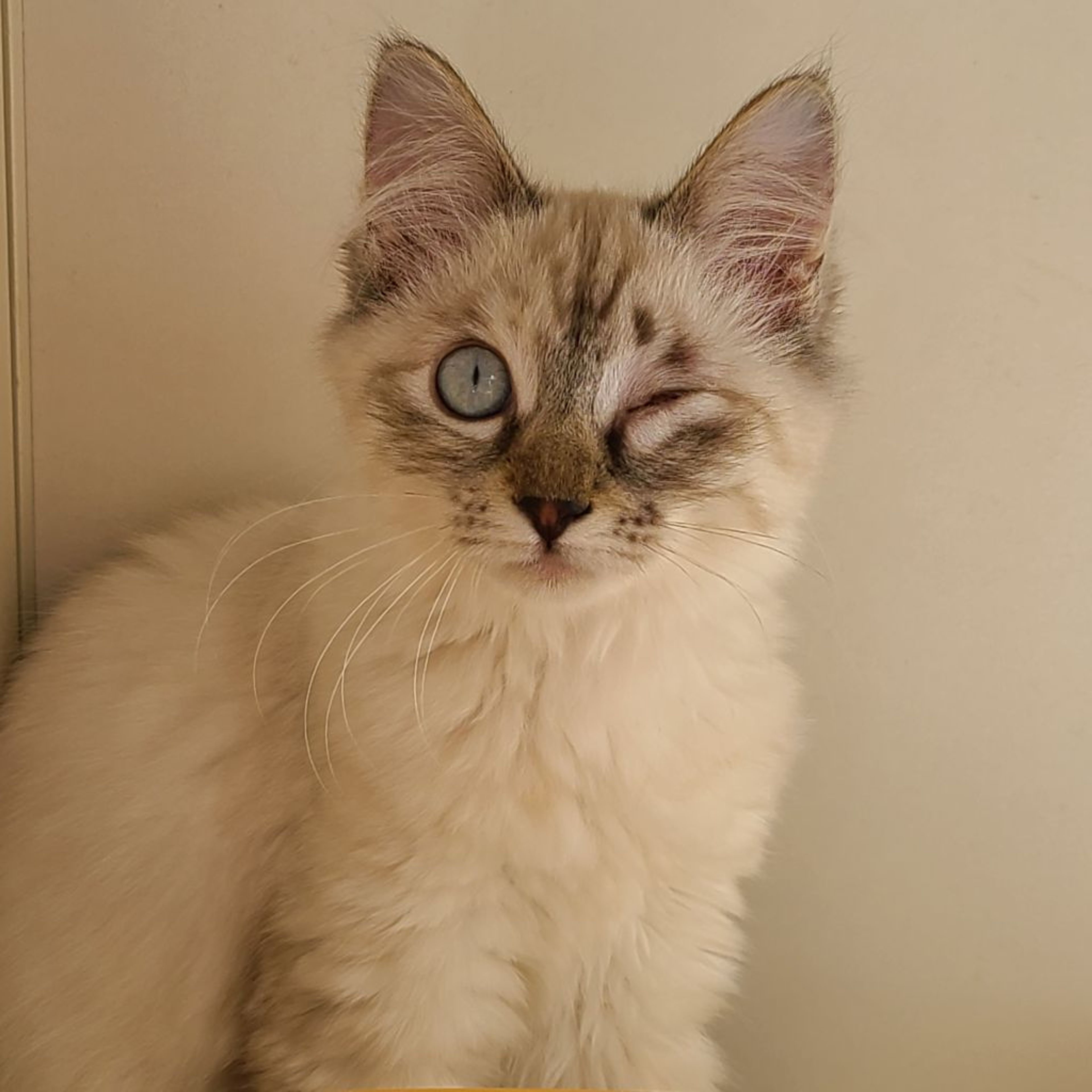 pet-image-3