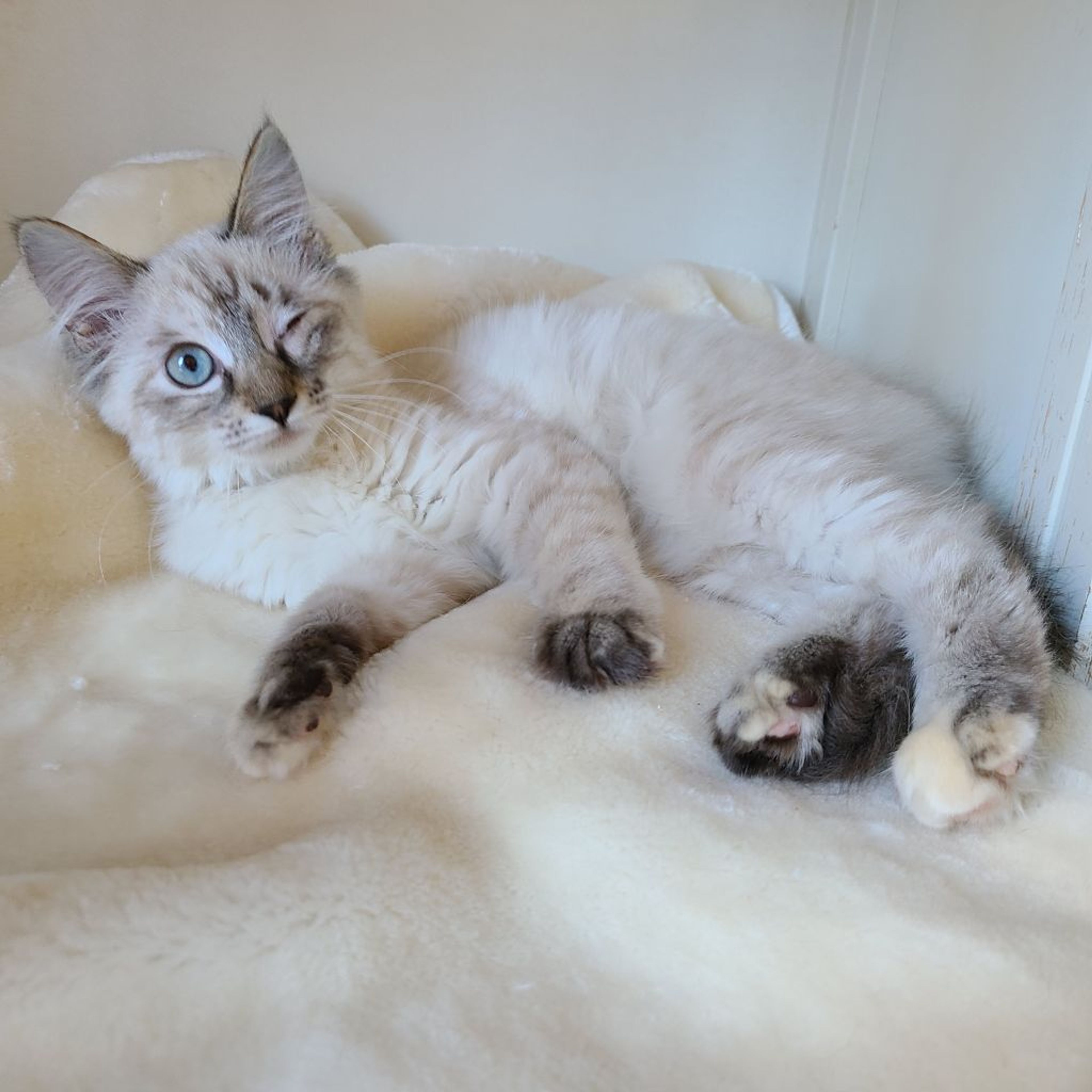 pet-image-4