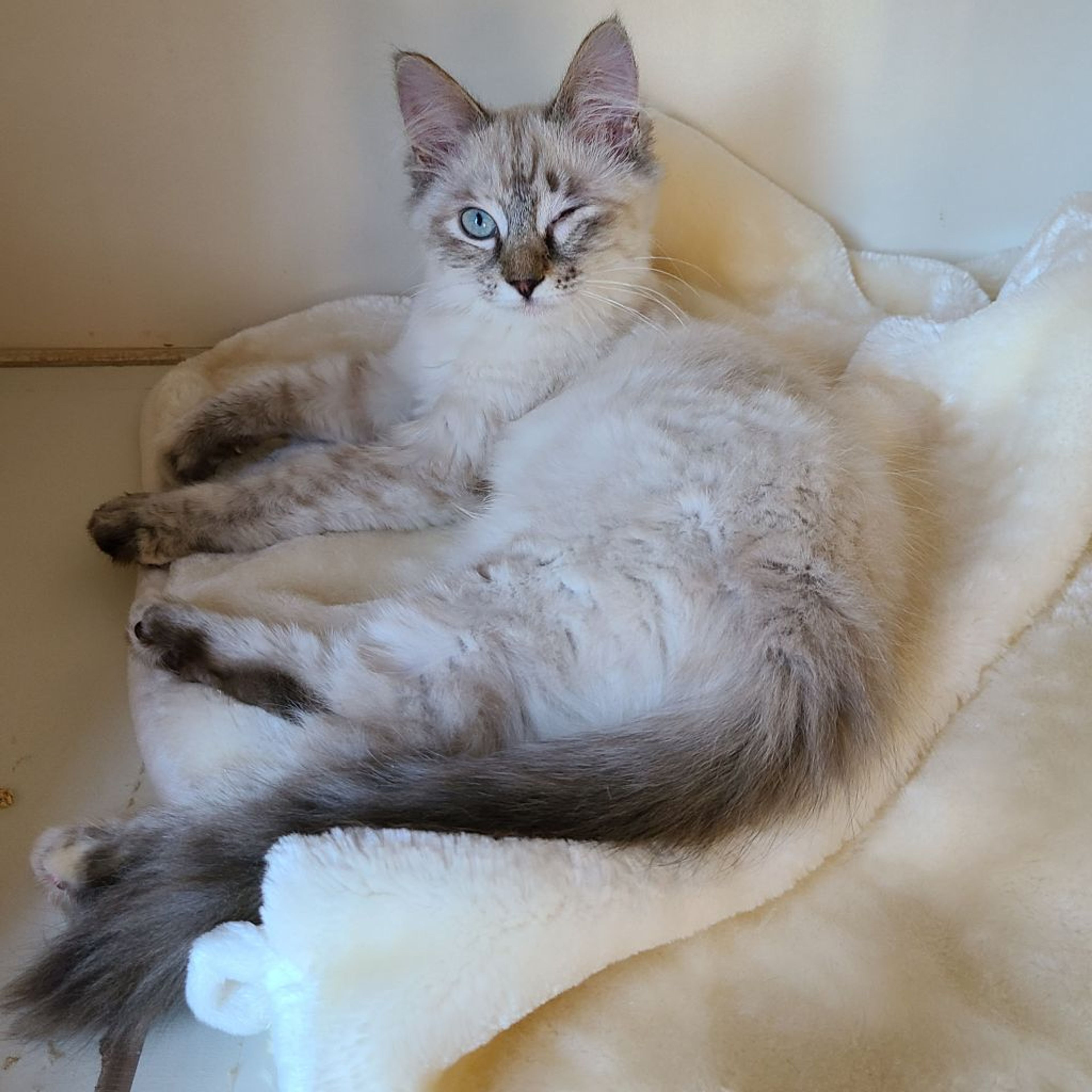 pet-image-5