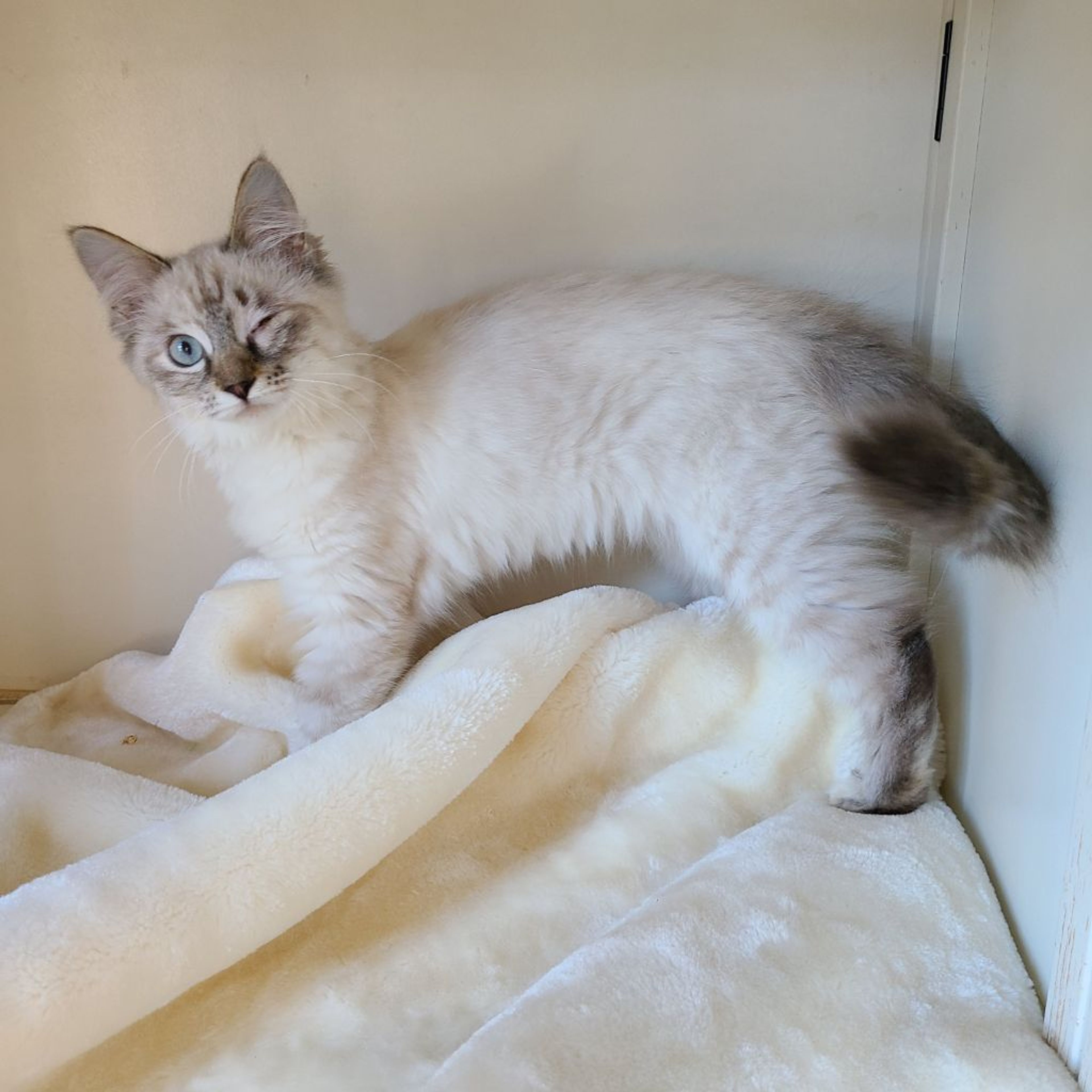pet-image-6