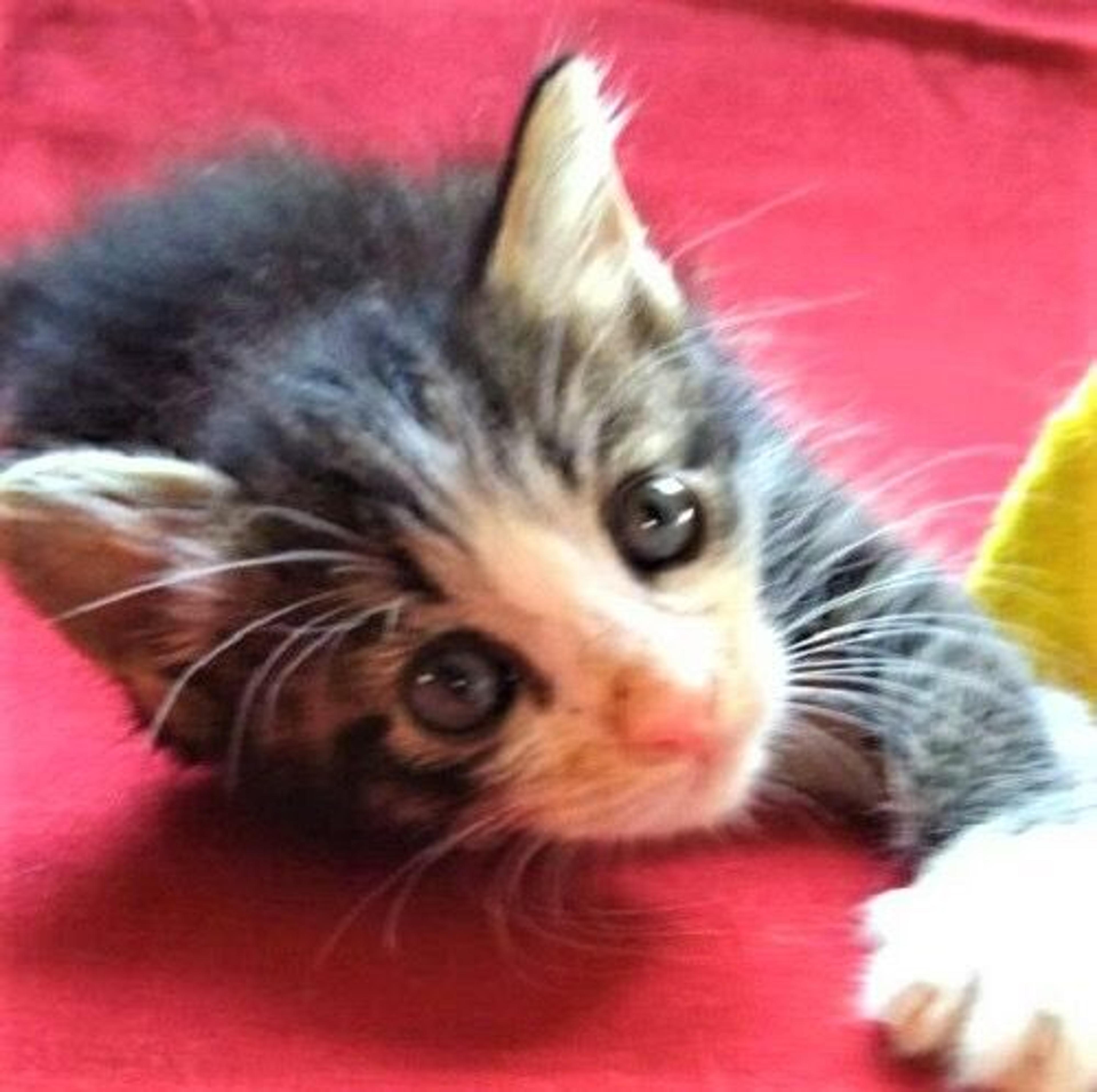 pet-image-2