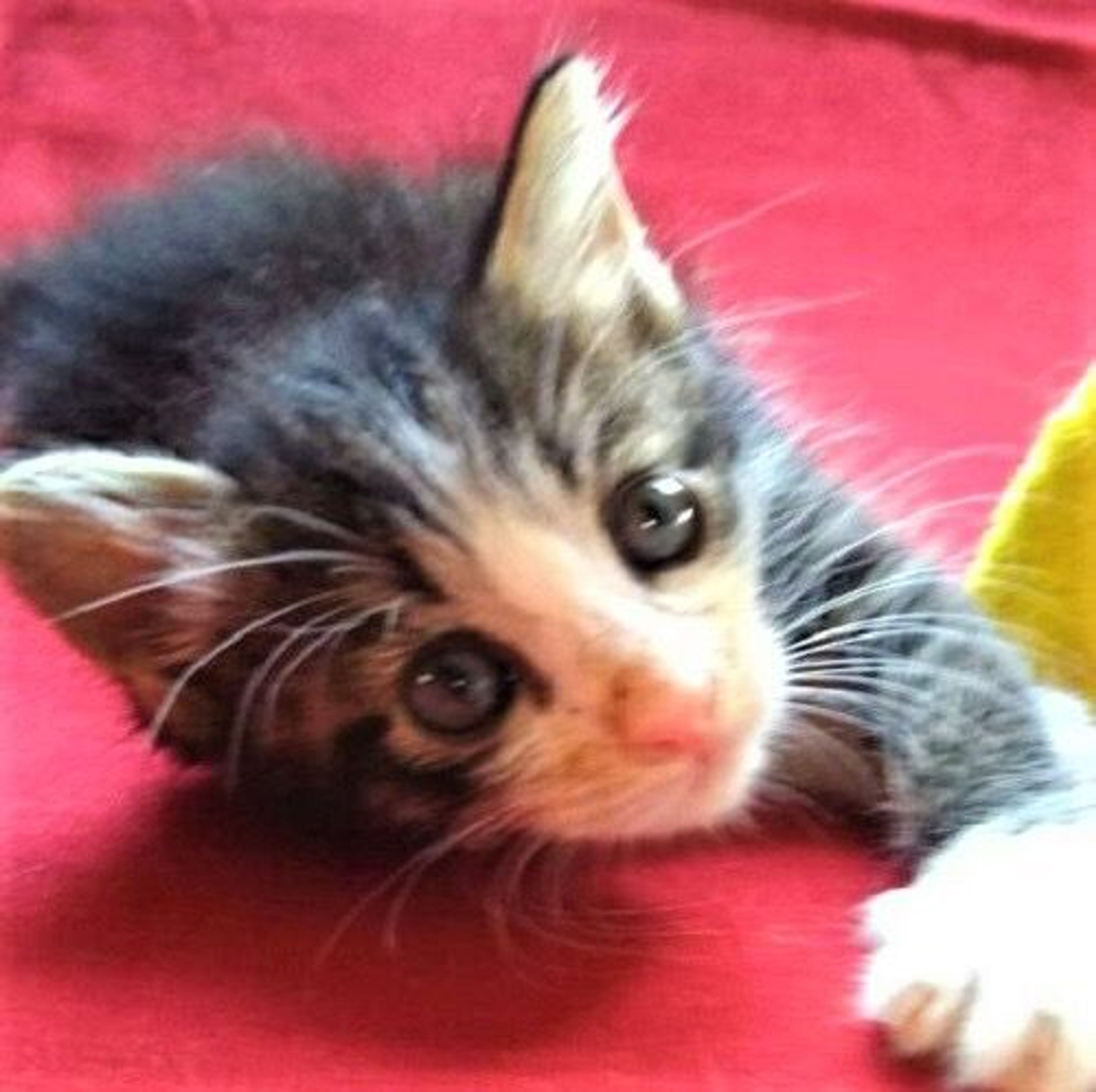 pet-image-2