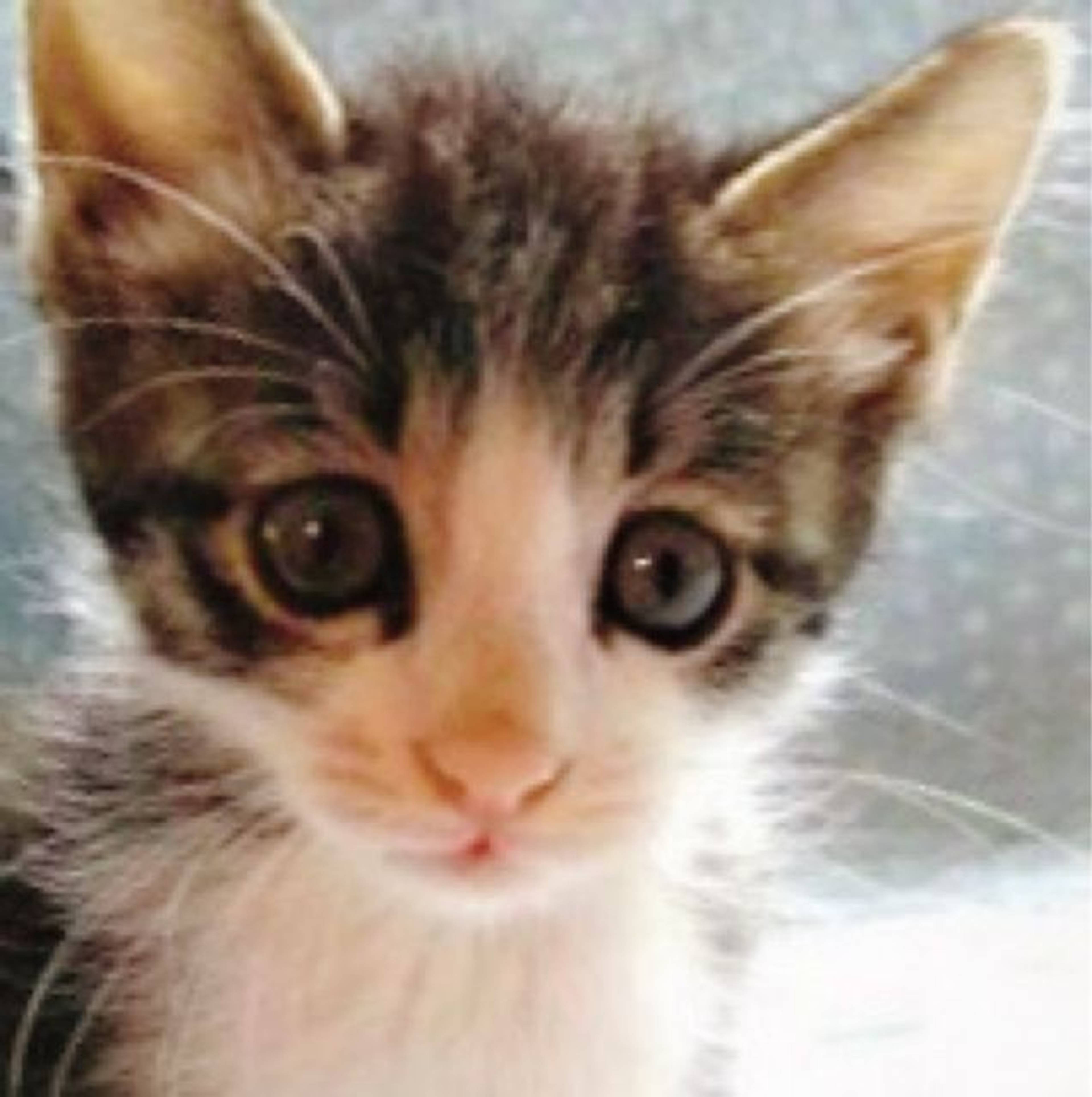 雑種（ミックス猫）・オスの里親募集の写真