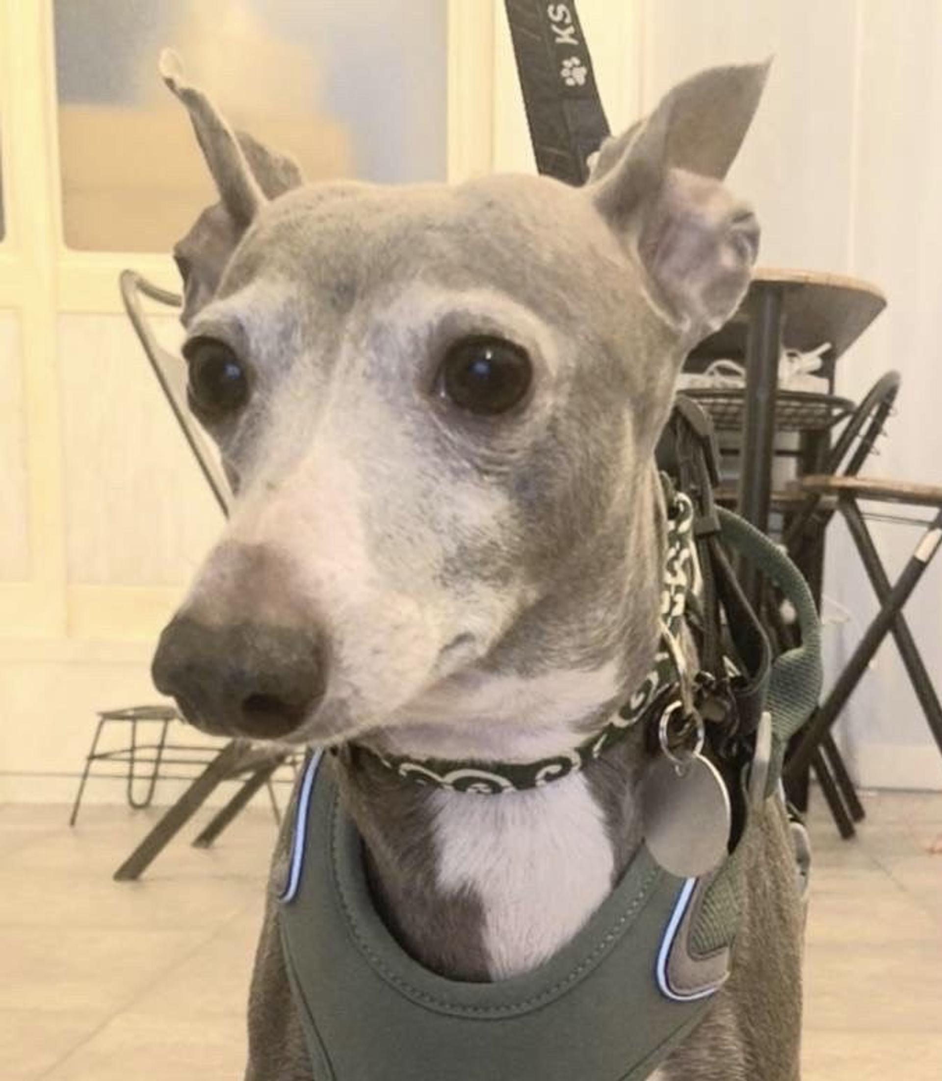 pet-image-4
