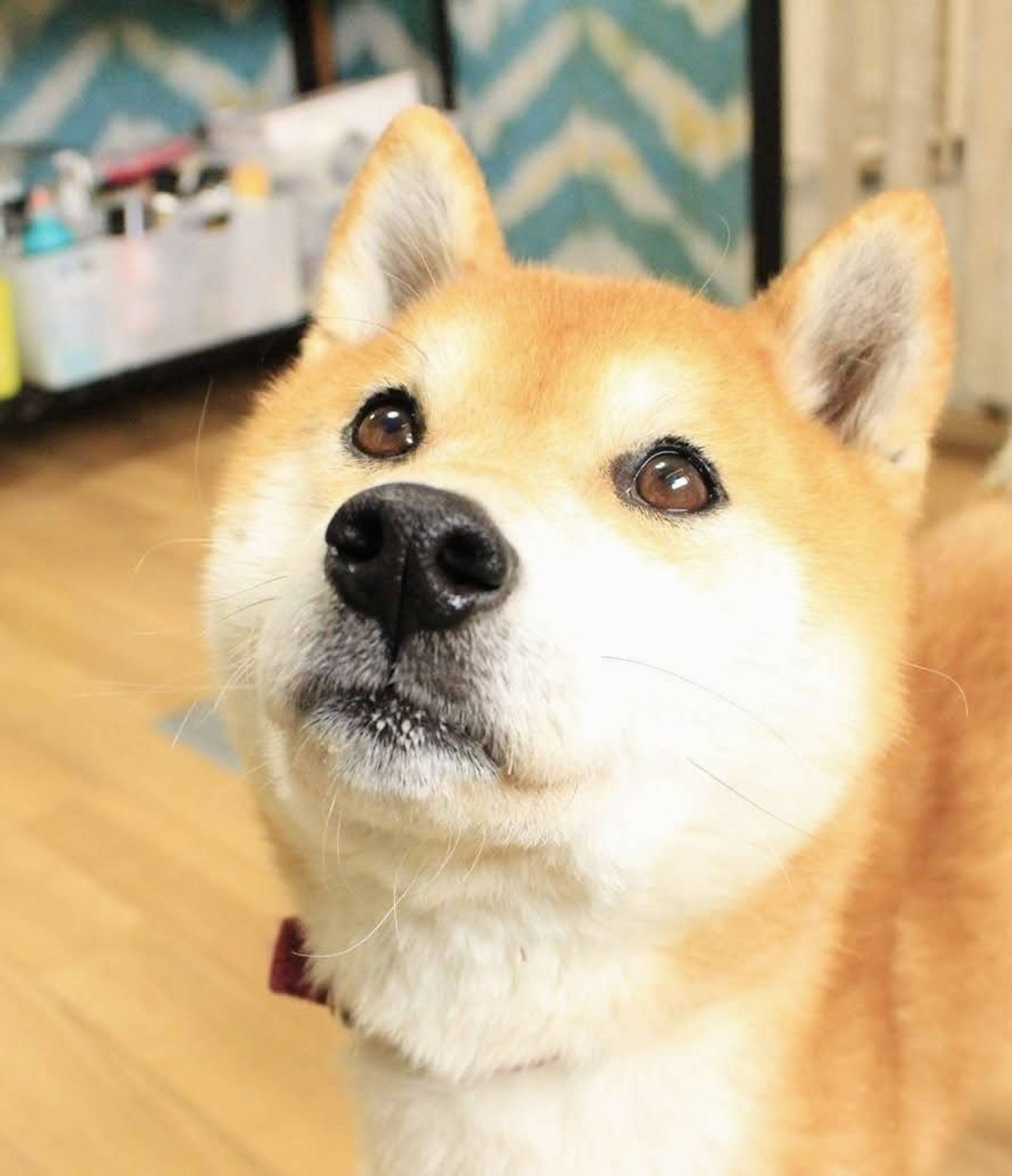柴犬・オスの里親募集の写真