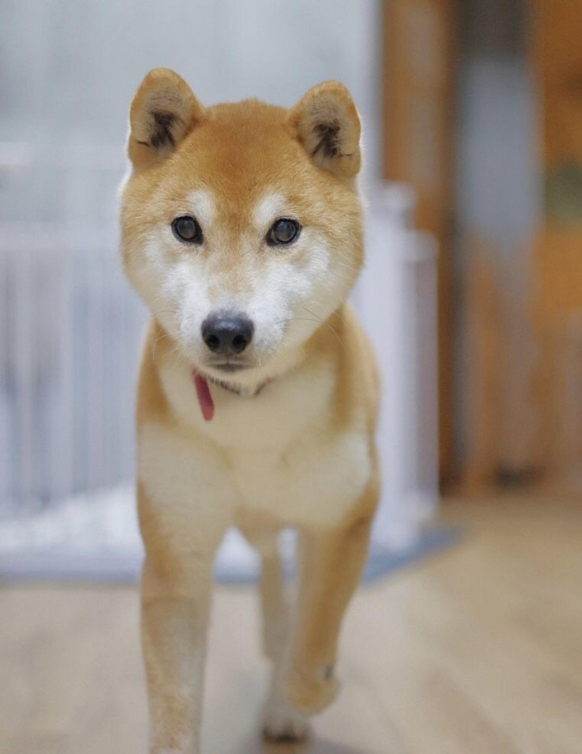 pet-image-4