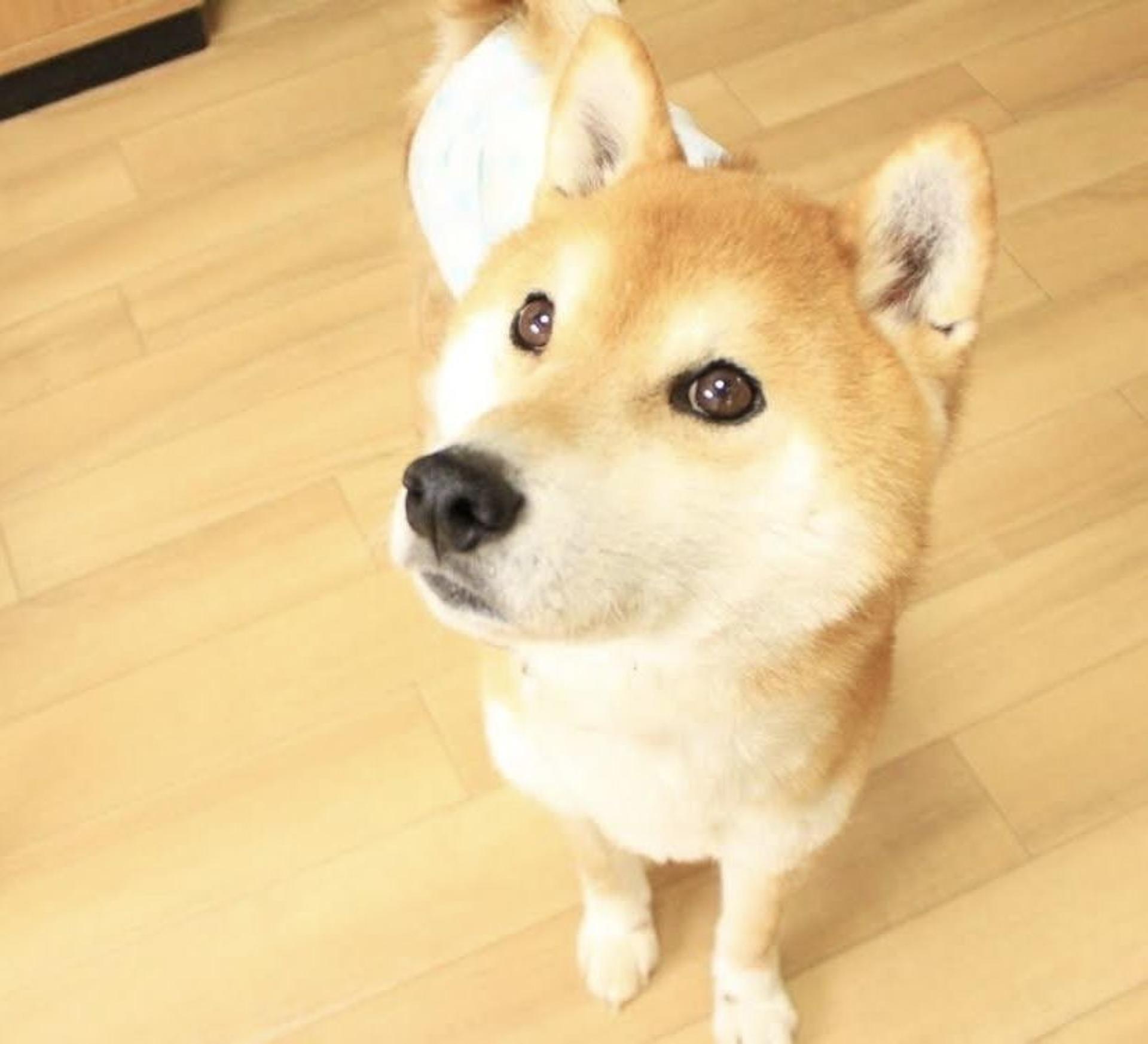 pet-image-5