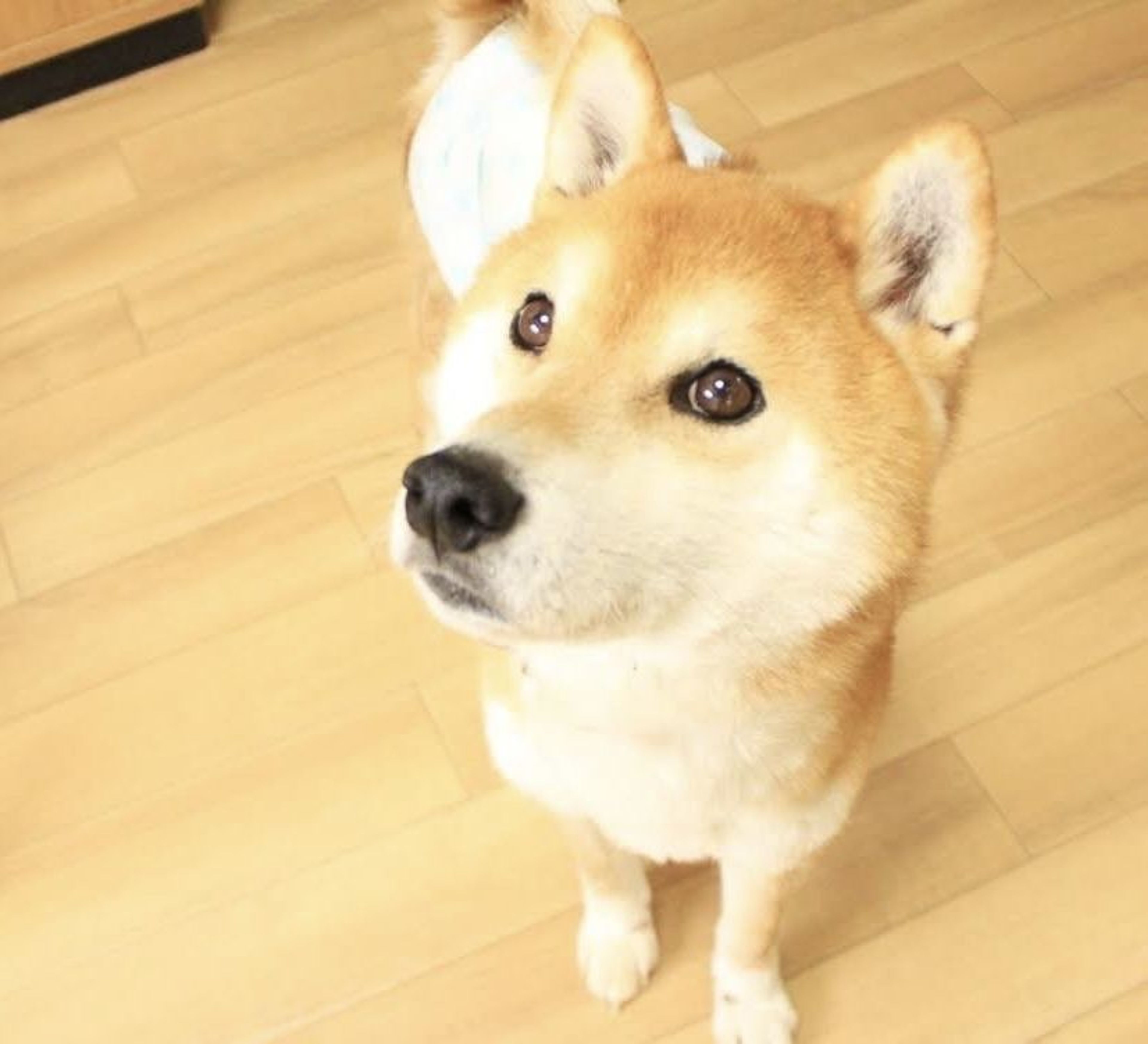 pet-image-5
