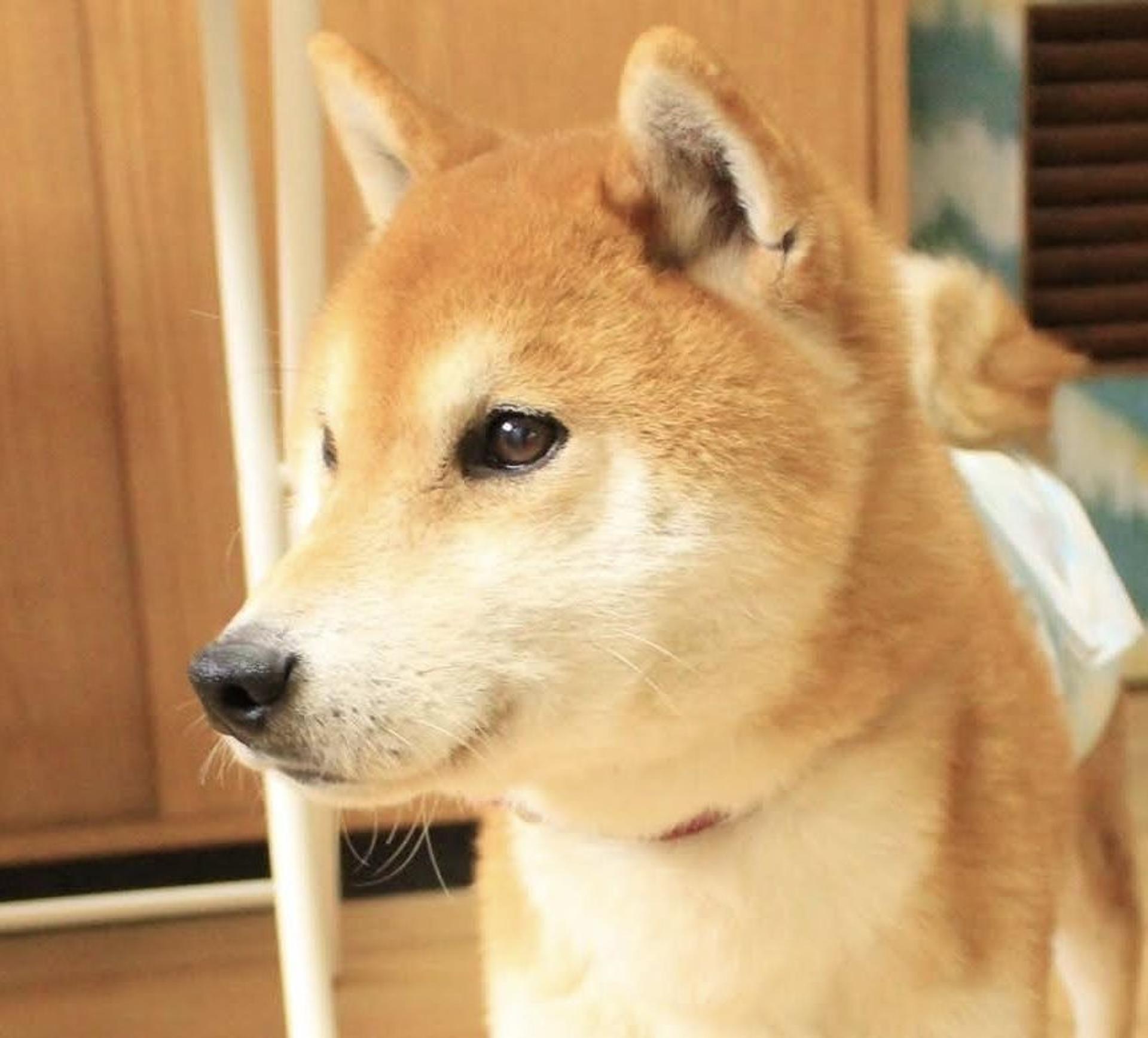 pet-image-6