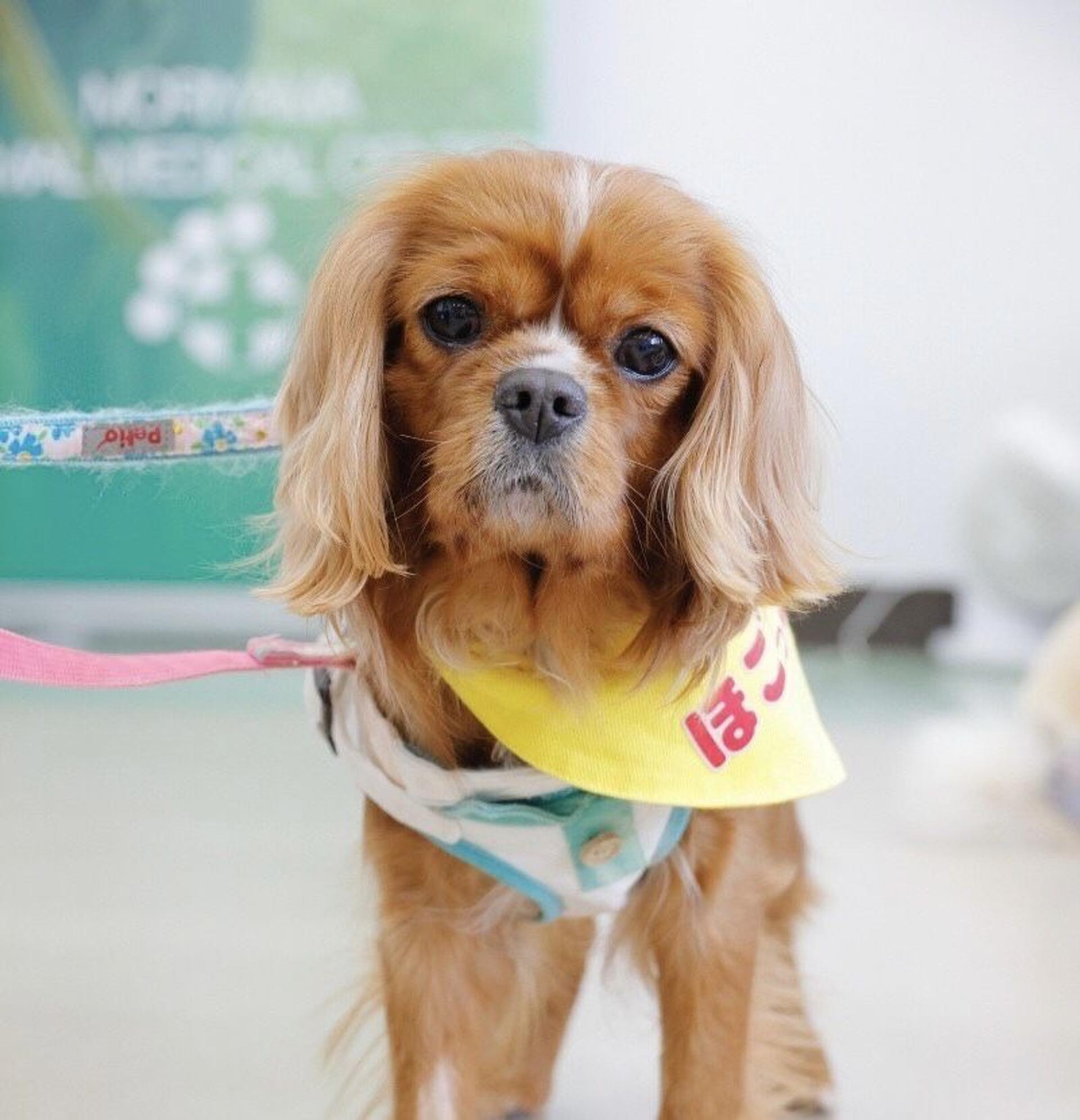 pet-image-2